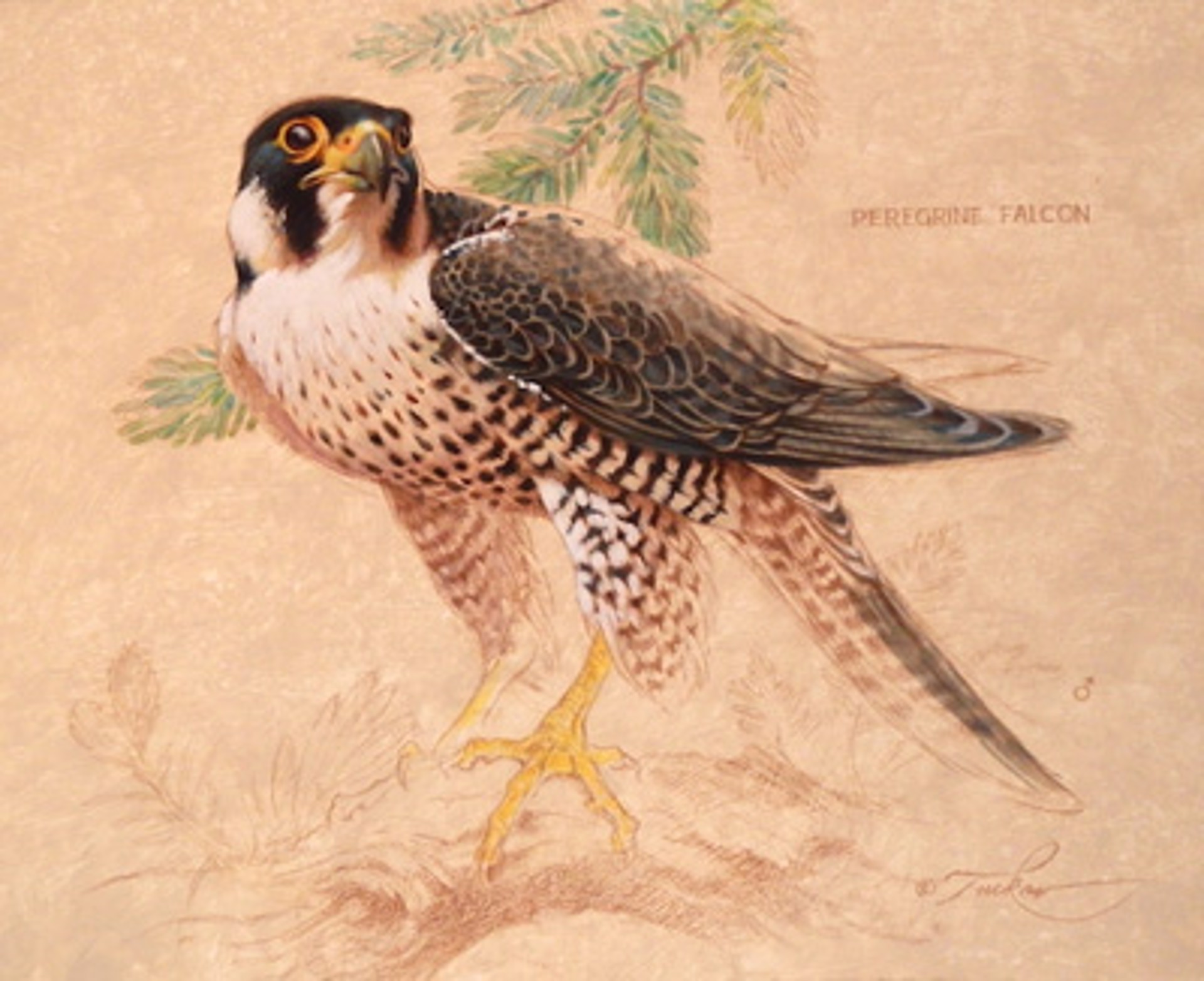 Peregrine Falcon by Ezra Tucker