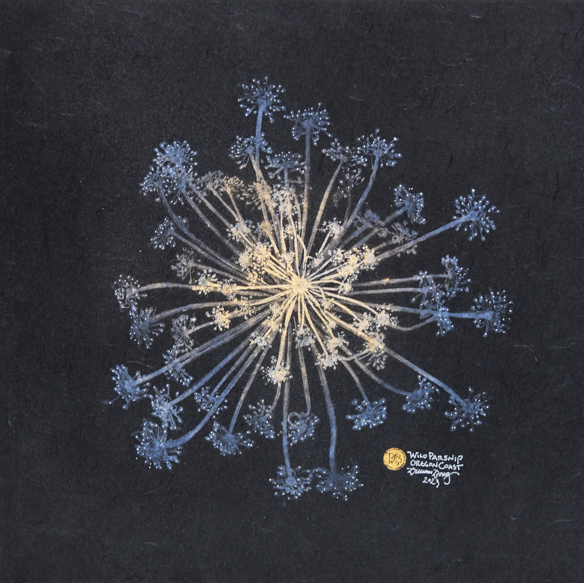 Wild Parsnip Fireworks by Duncan Berry