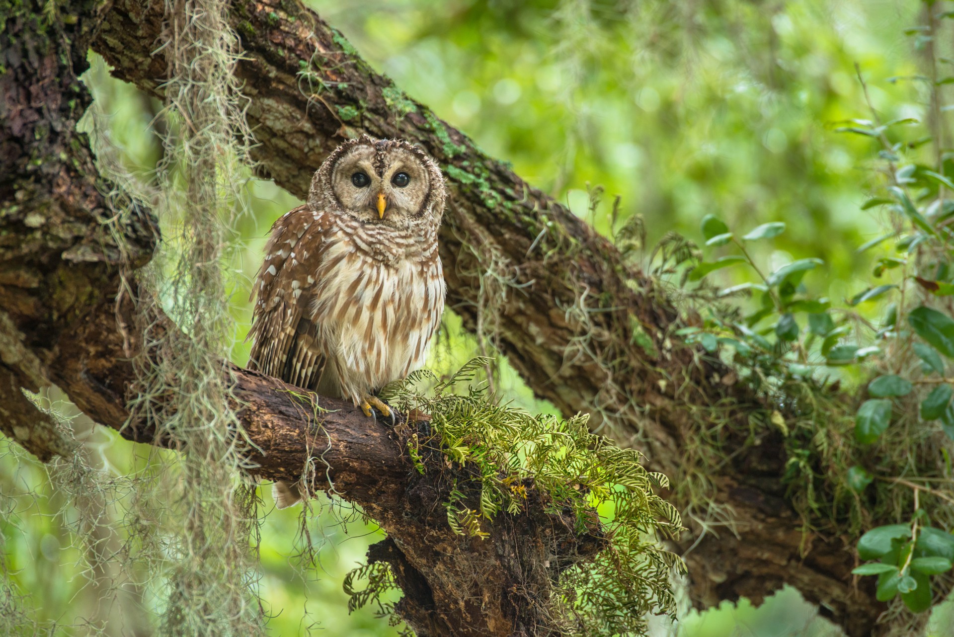 Barred Owl by Carlton Ward Jr