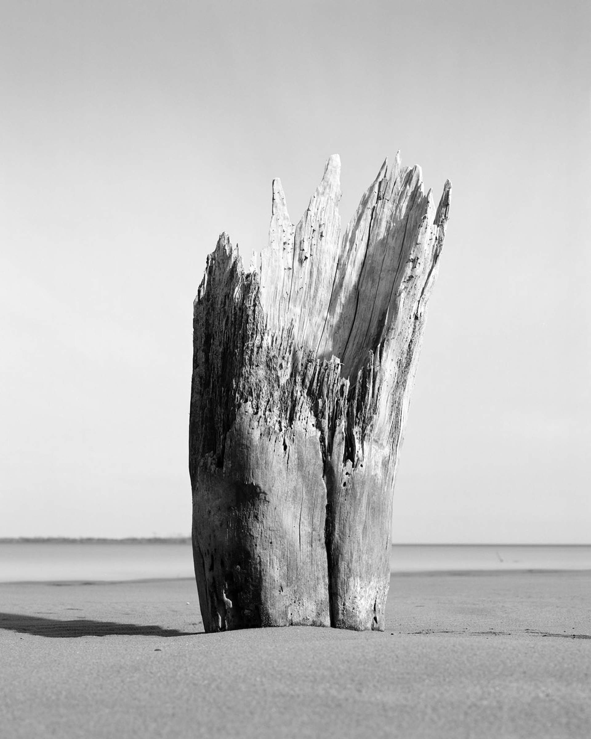 Ghost Forest V by Mike Basher