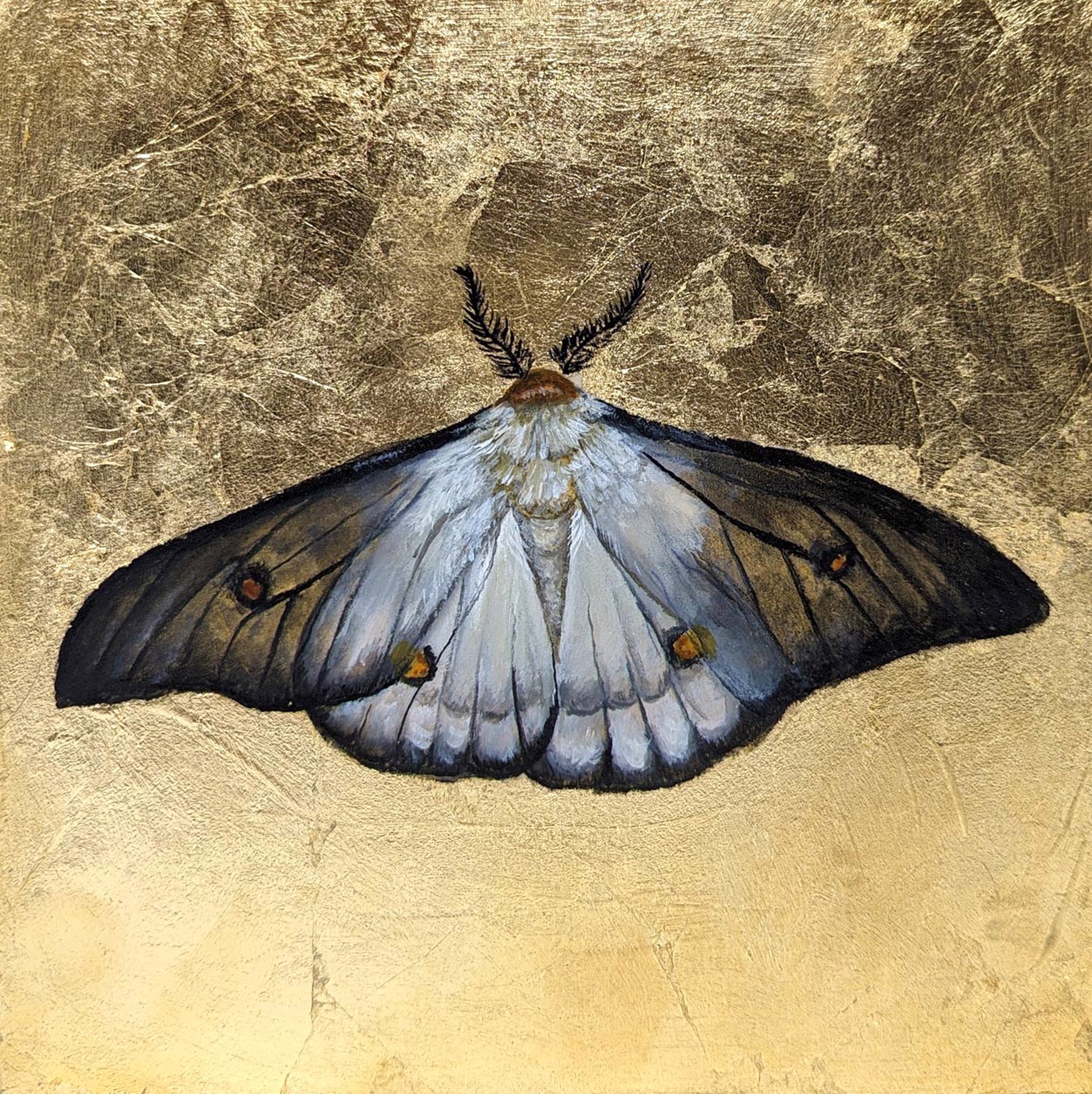 Ghost Moth by Megan Buccere