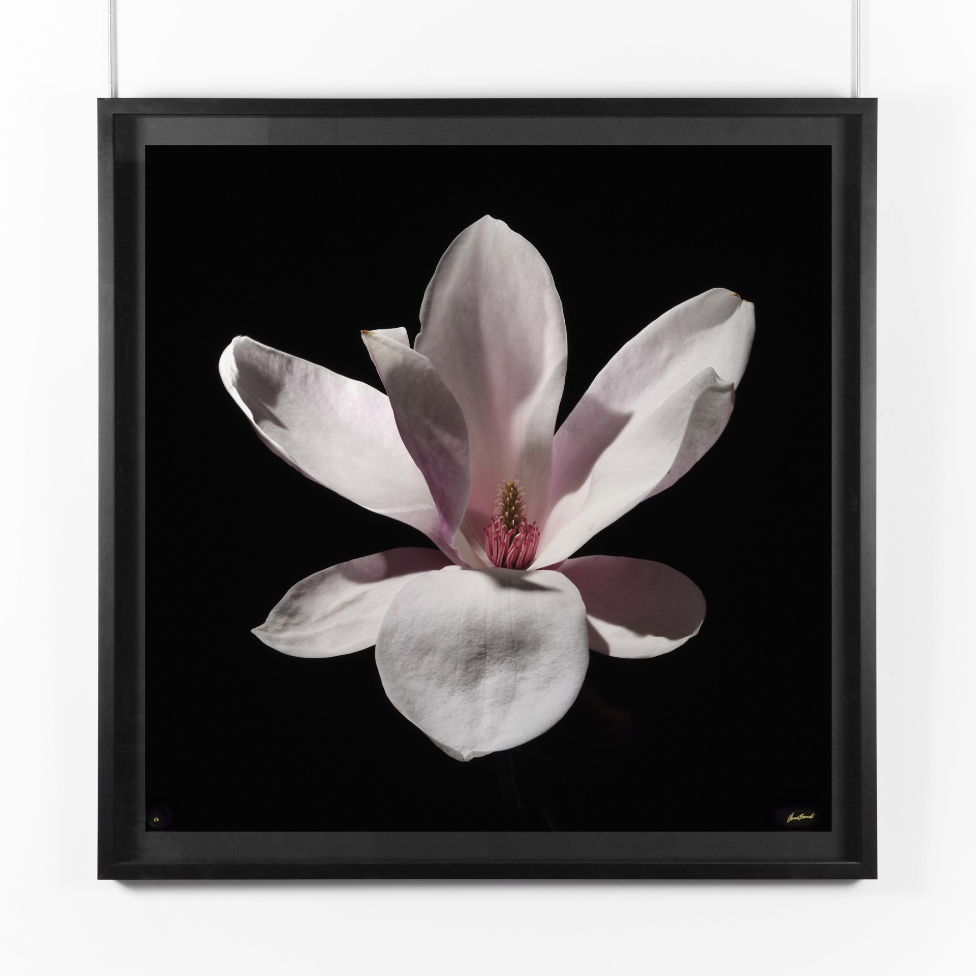 Magnolia II by Oliver Bernardi - FLORA | META