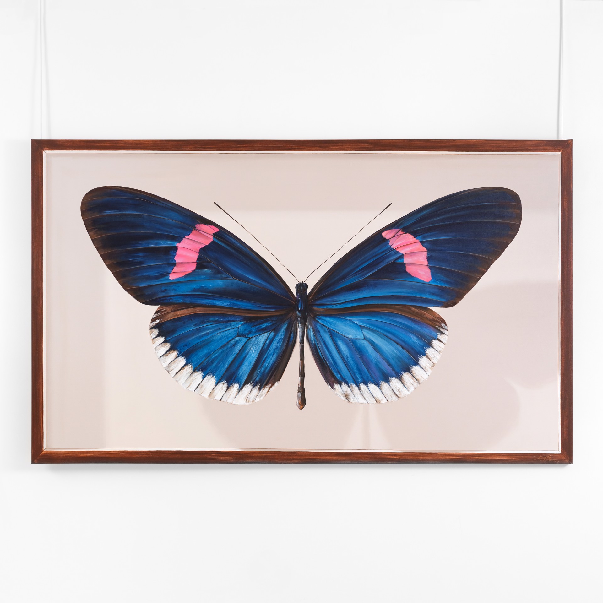 The Giant collection : Heliconius erato cyrbia by Mantra