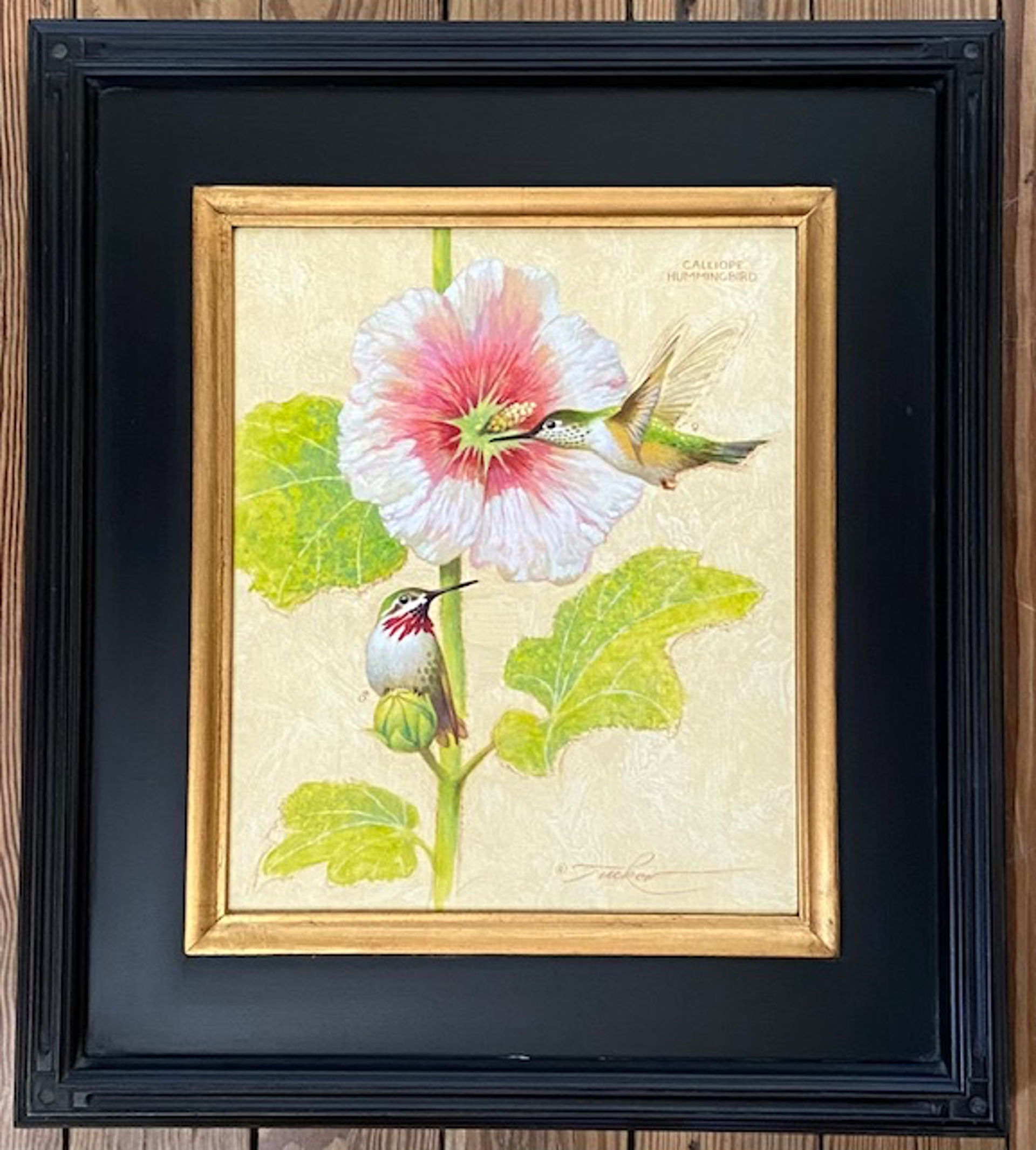 Calliope Hummingbirds by Ezra Tucker