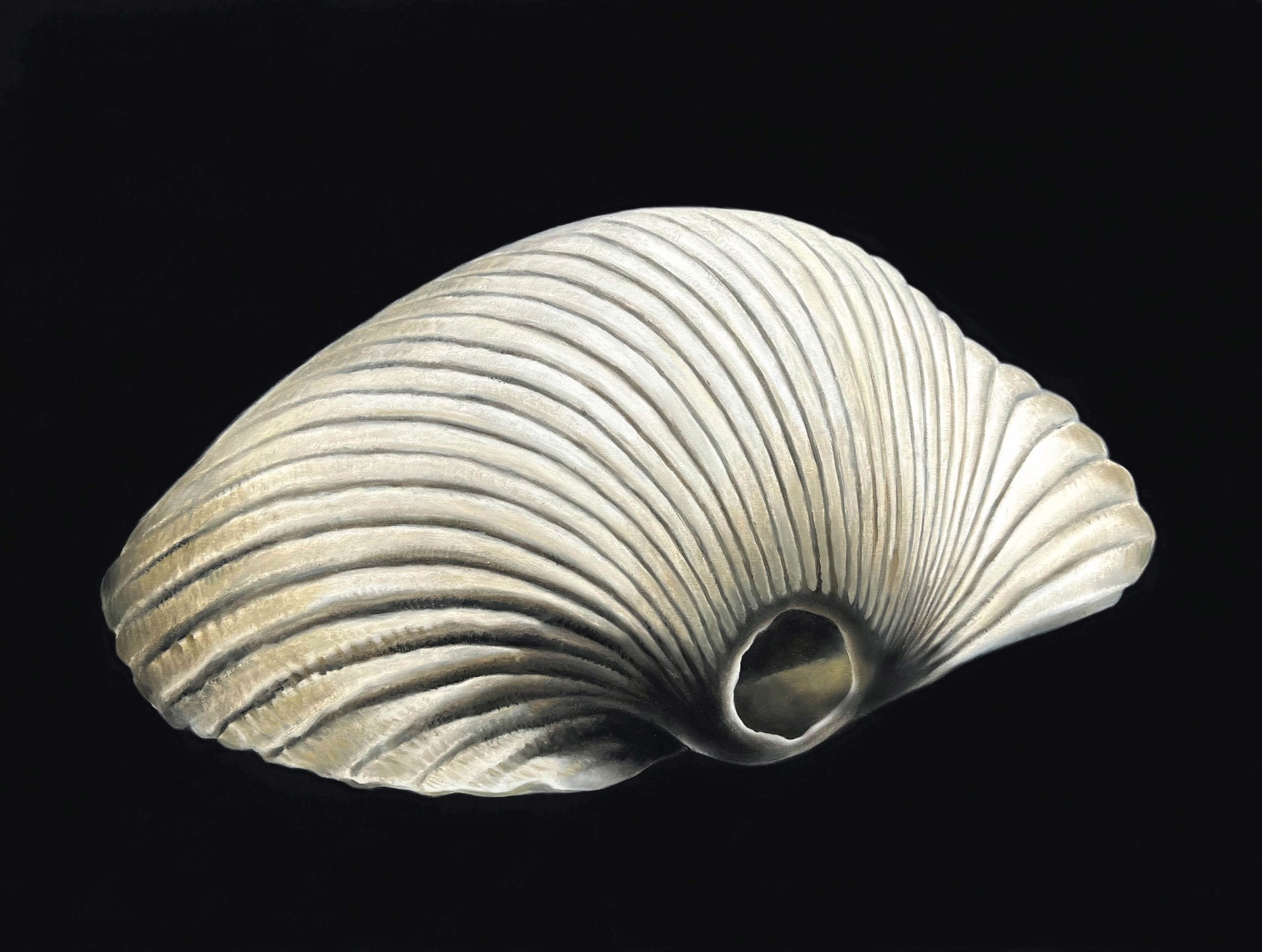 Ark Shell on Black by Renee Levin