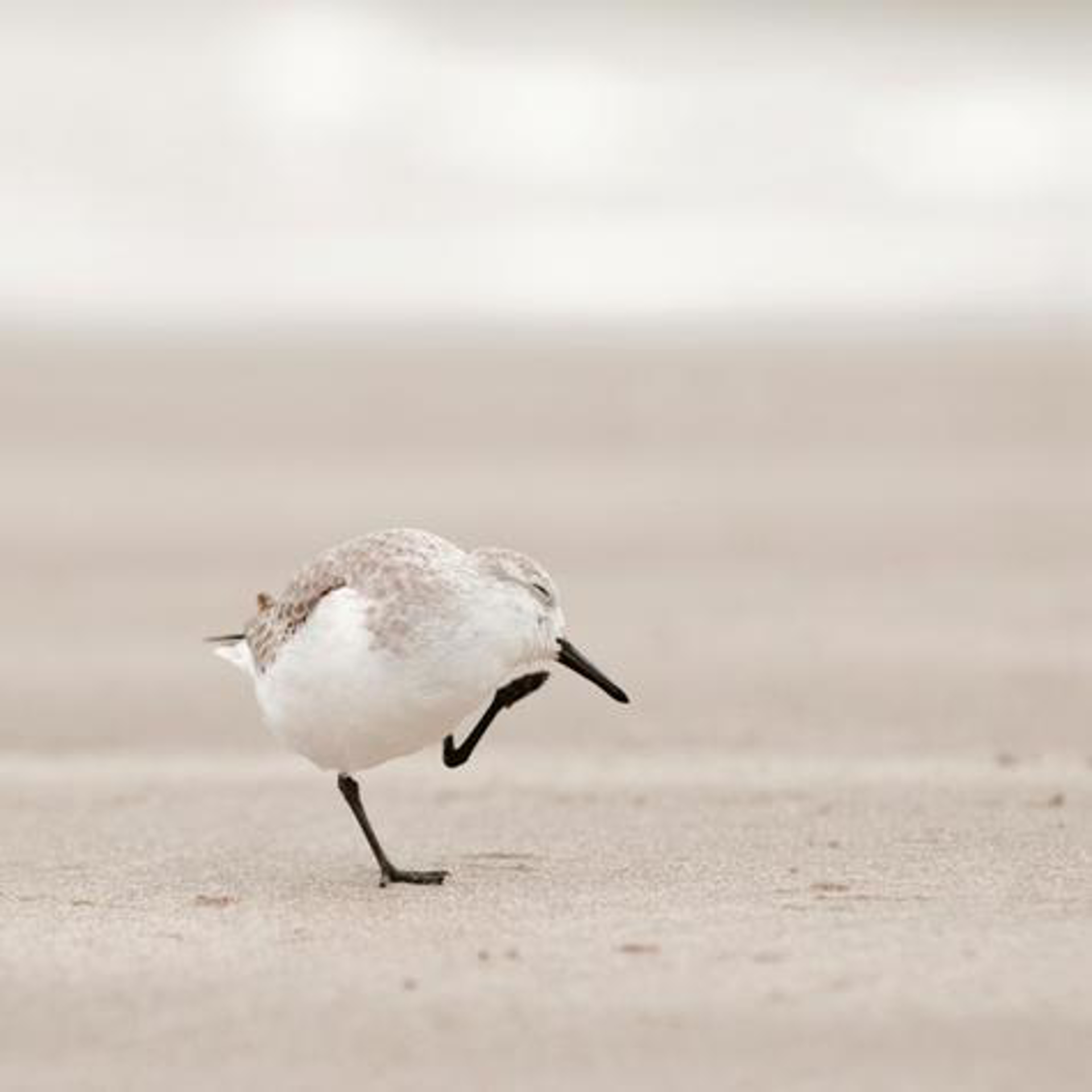 Sandpiper II by Penny Hoey