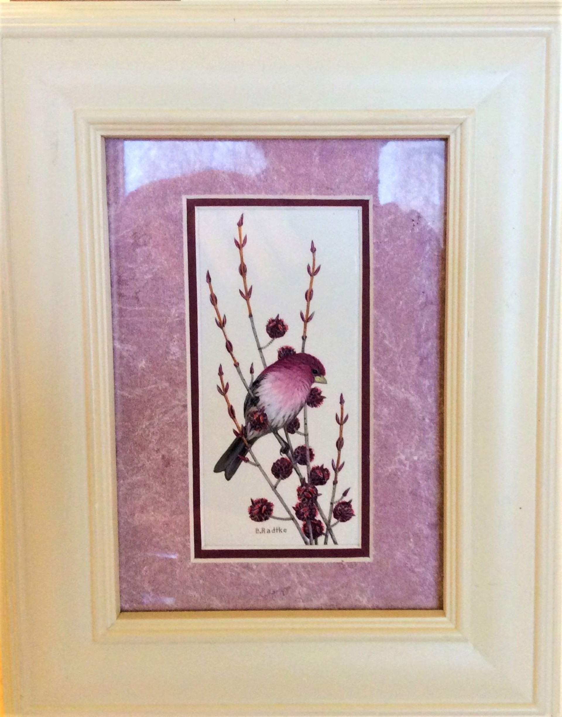 Purple Finch on Budding Maple by Barbara Radtke