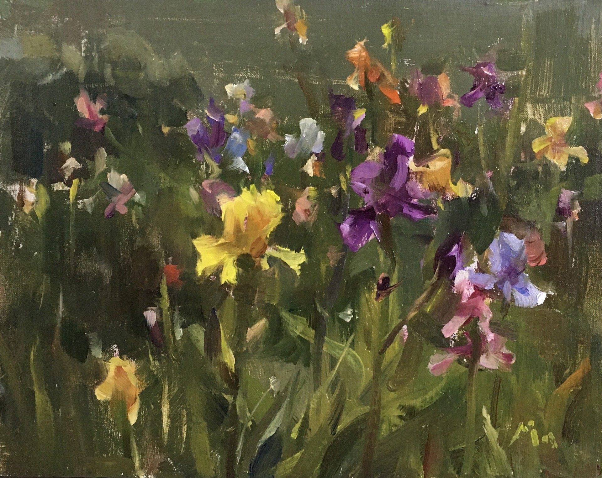 Irises from the Garden by Kyle Ma