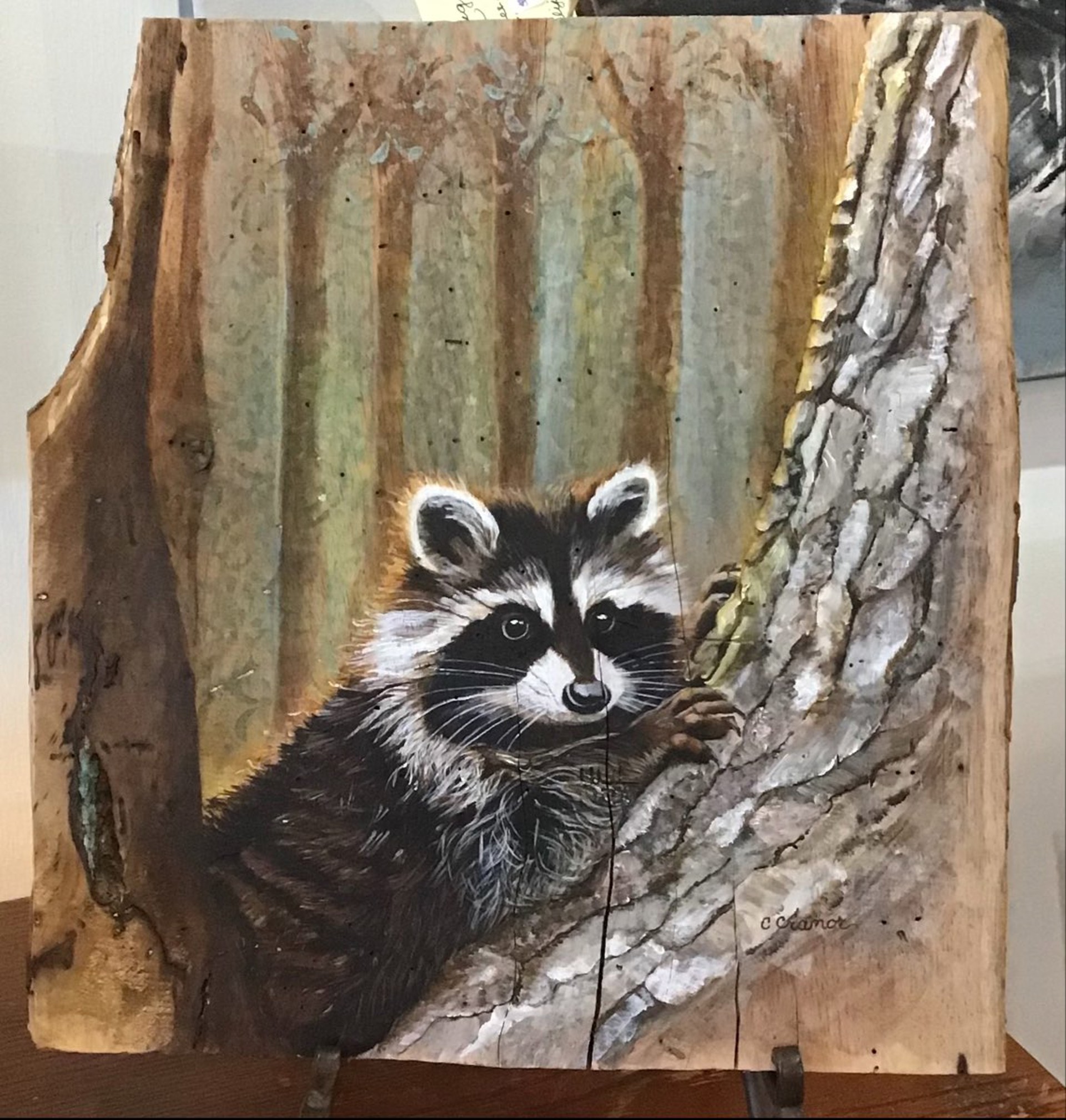 Intently Watching Raccoon by Cindy Cranor