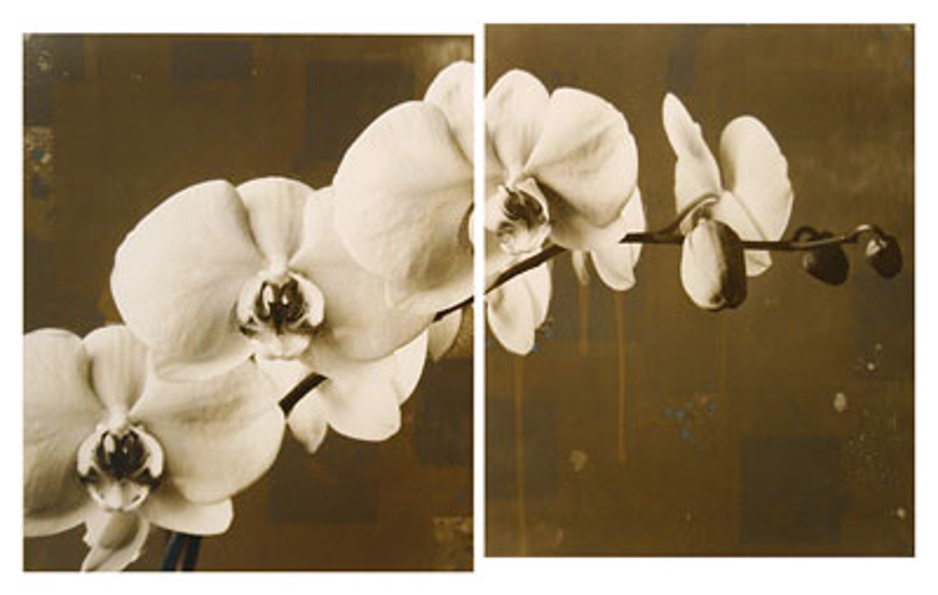 Orchid Diptych No. 8 by Andrew Sovjani