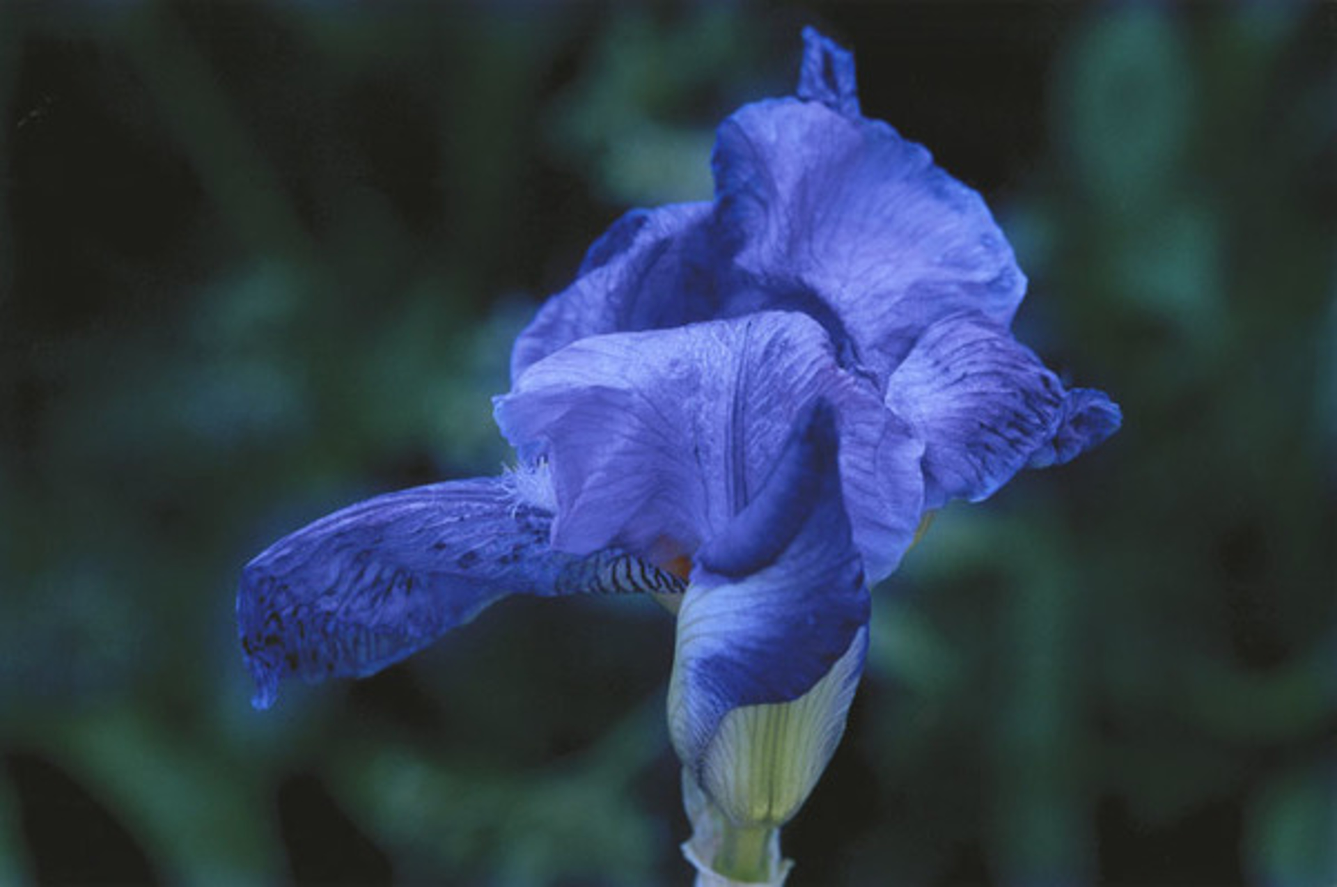 Teri's Garden, Iris Unfurling by Murray Weiss