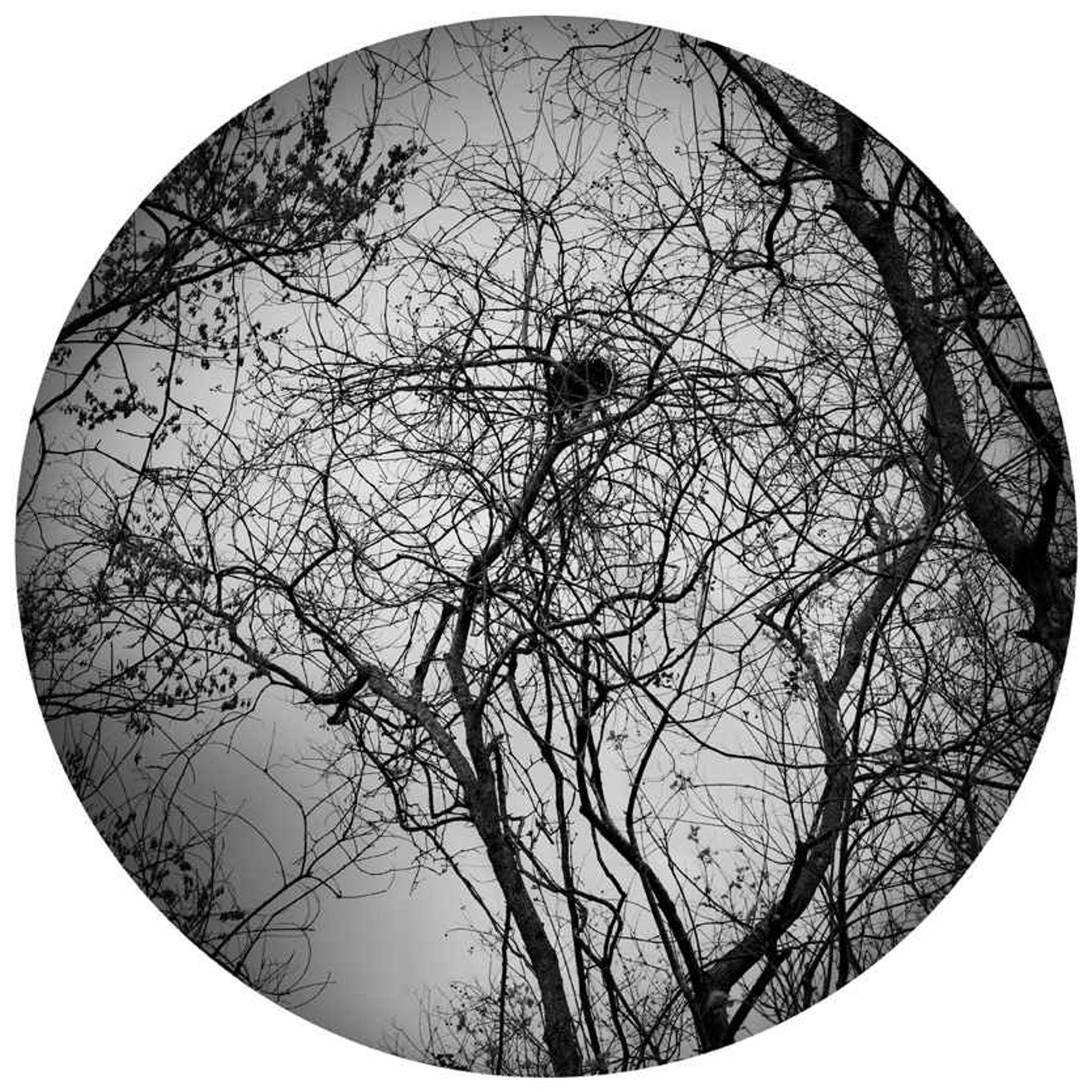Nest (St. Bernard State Park) by Wallace Merritt