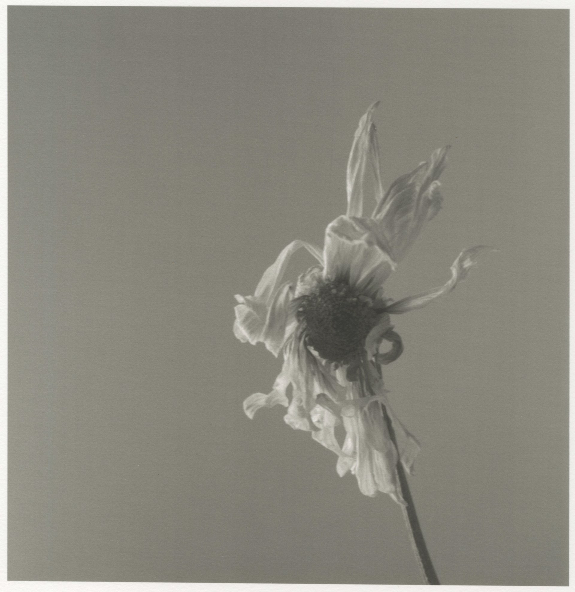Dead Flower III by Richard Snodgrass