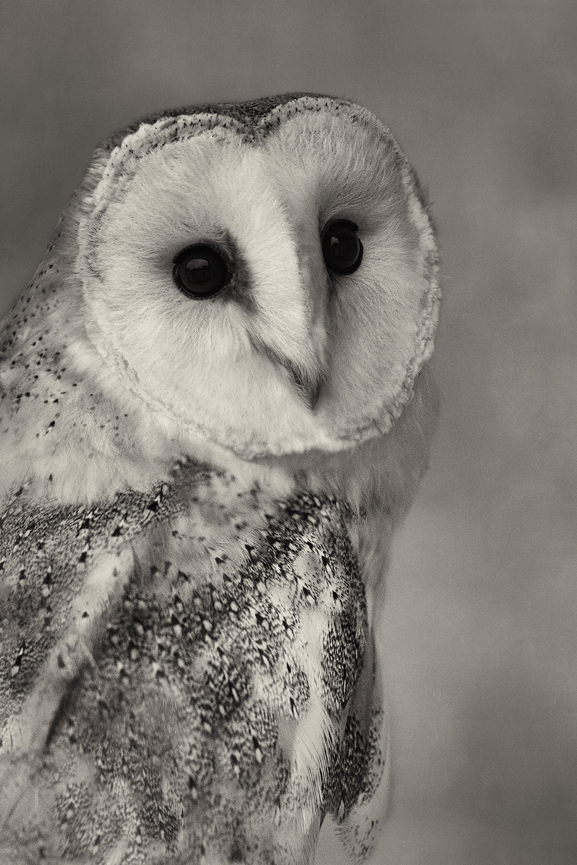 Barn Owl Portrait II (edition of 12) by Beth Moon