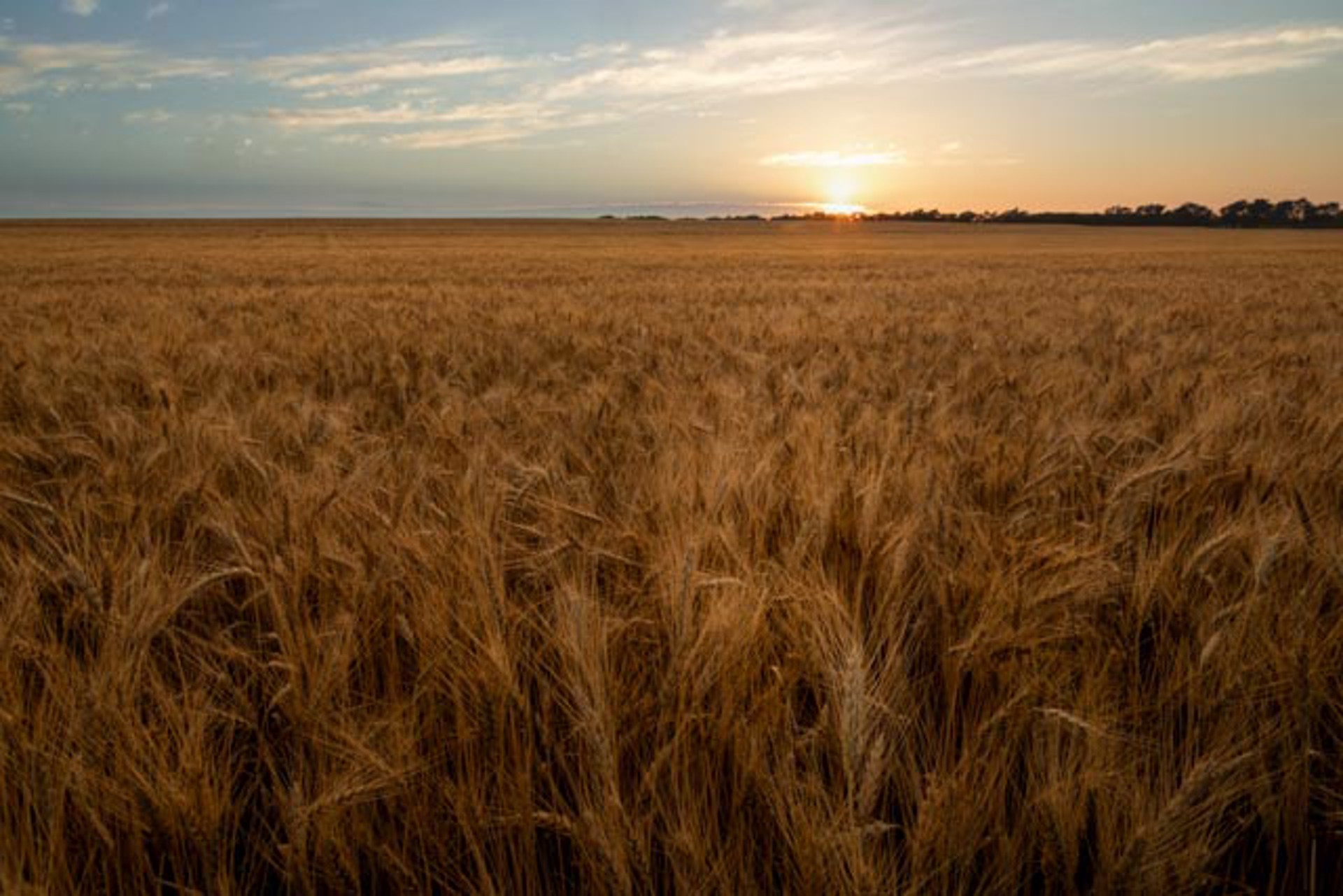 Harvest Evening by Scott Bean