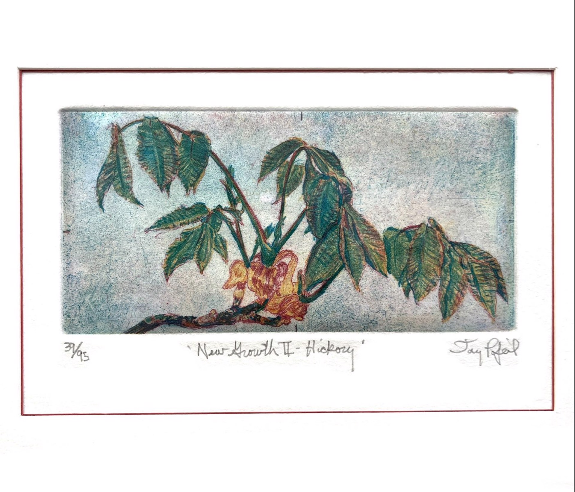 New Growth II - Hickory (39/95) by Jay Pfeil