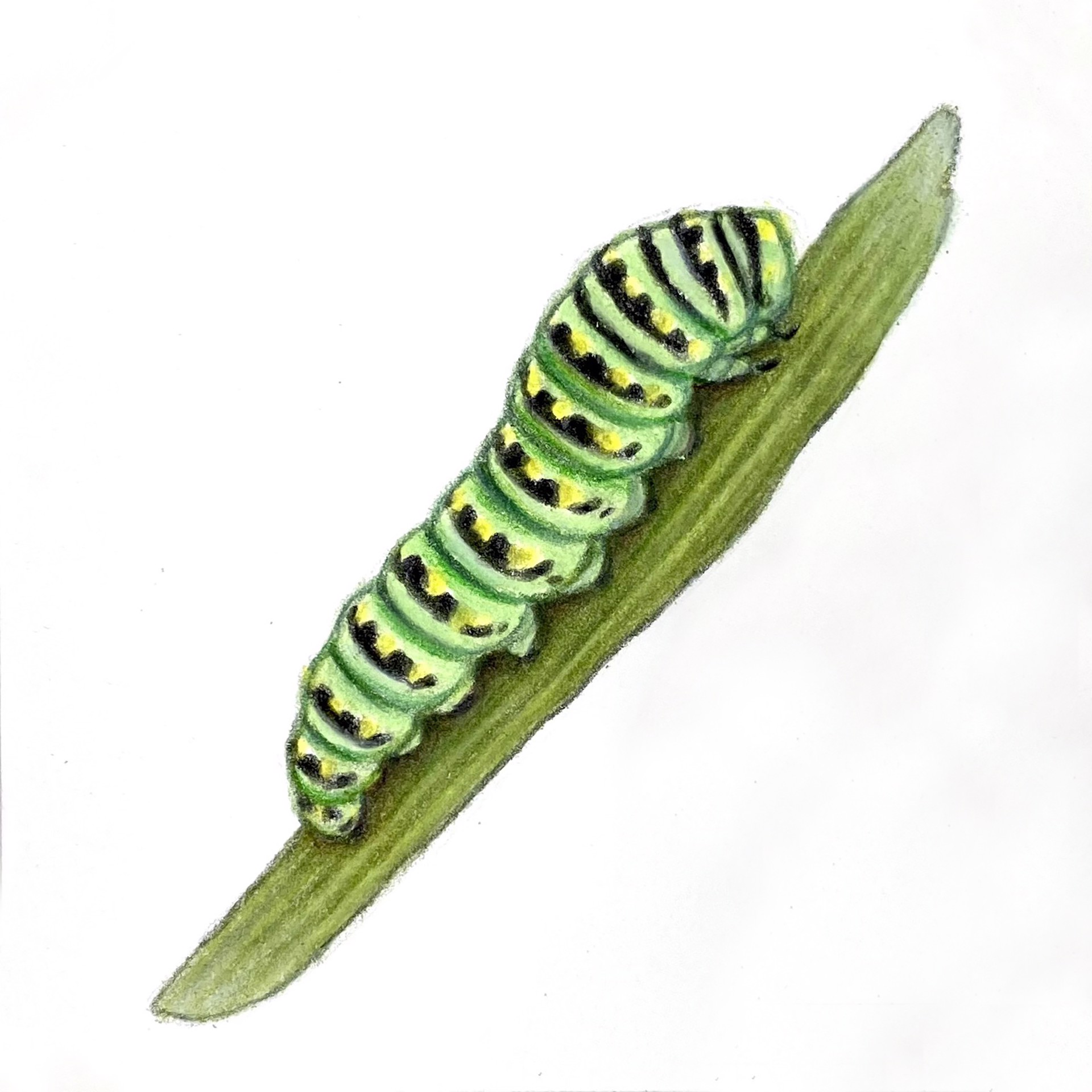 Black Swallowtail Caterpillar by Hannah Hanlon
