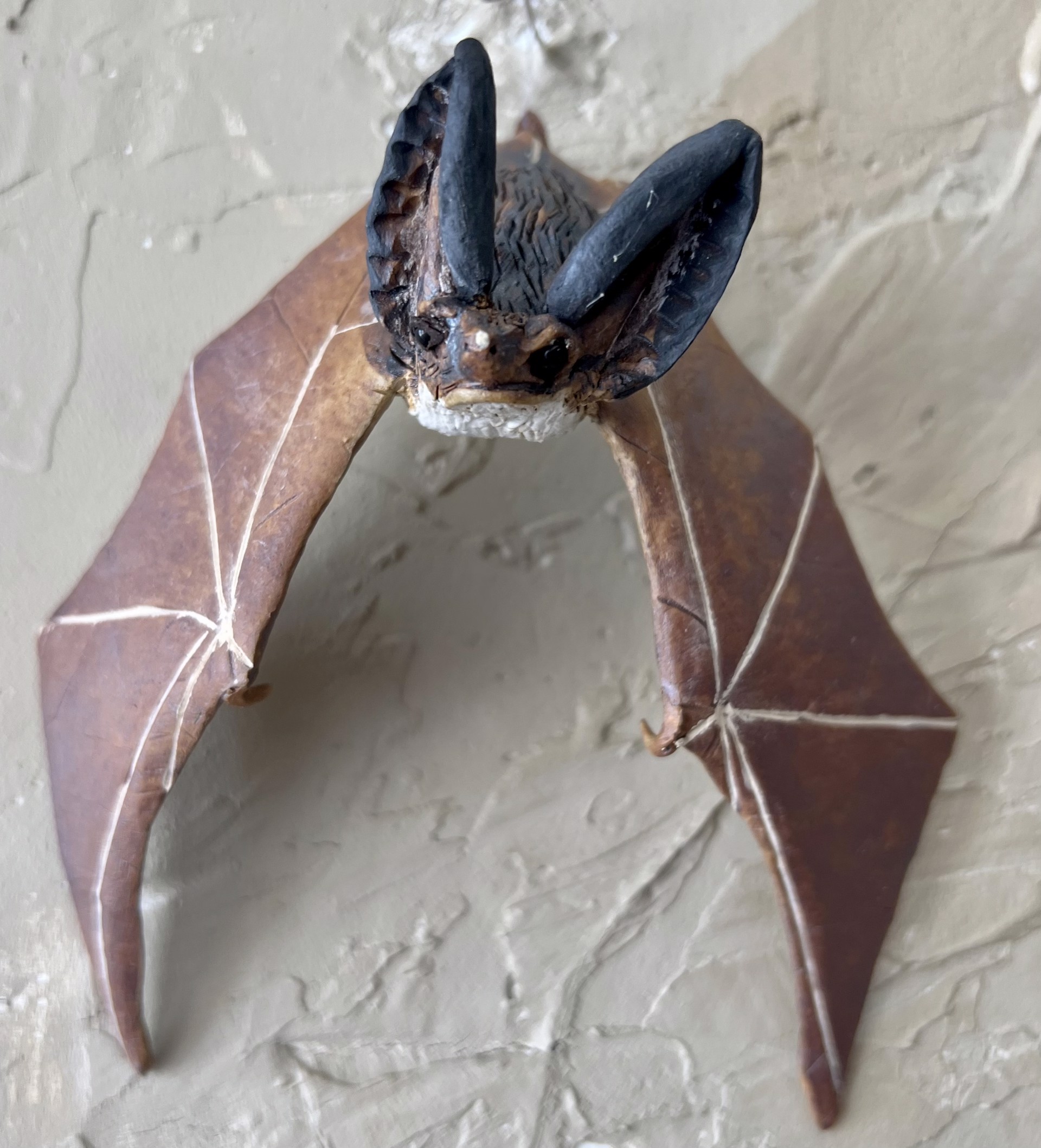 Townsend Big Eared Bat by Karen Bell
