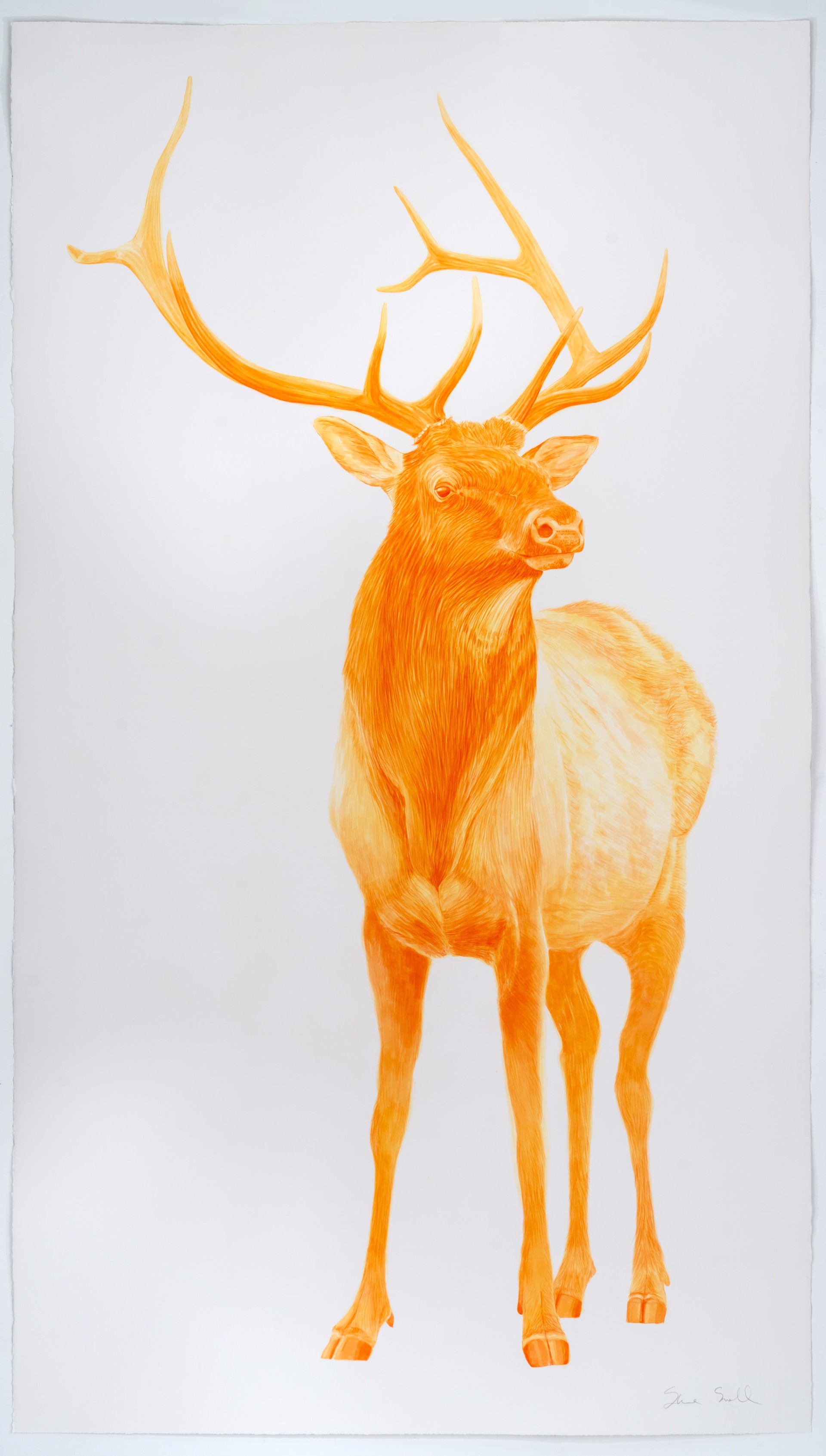 Orange Elk by Steve Snell
