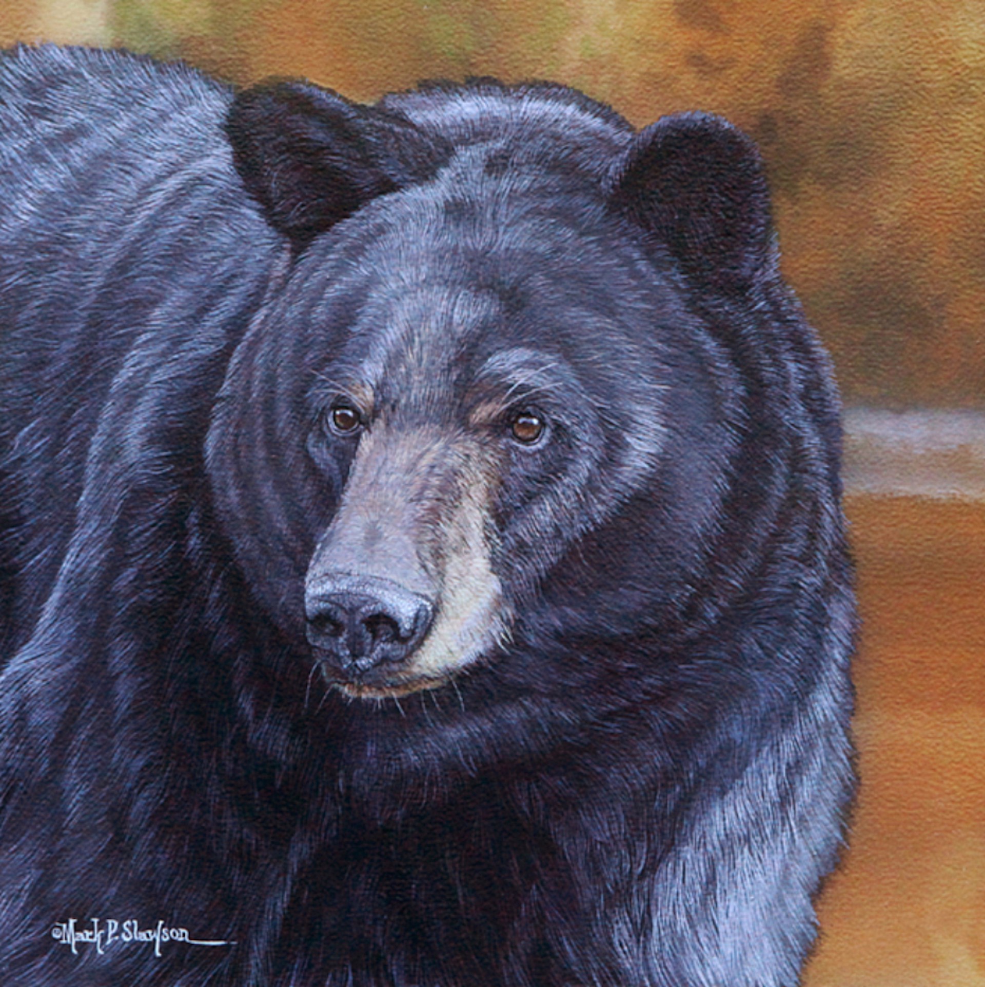 Black Bear Portrait by Mark Slawson