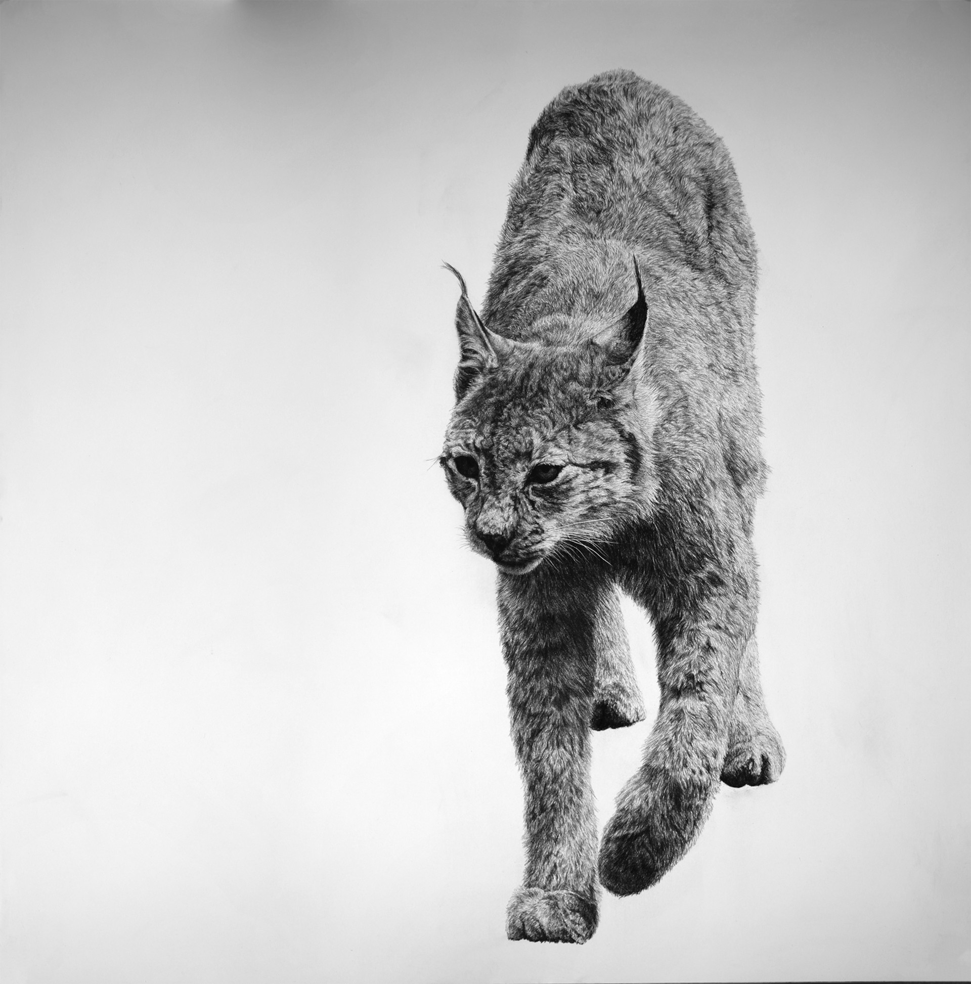 Lynx Rufus I by David Hunt