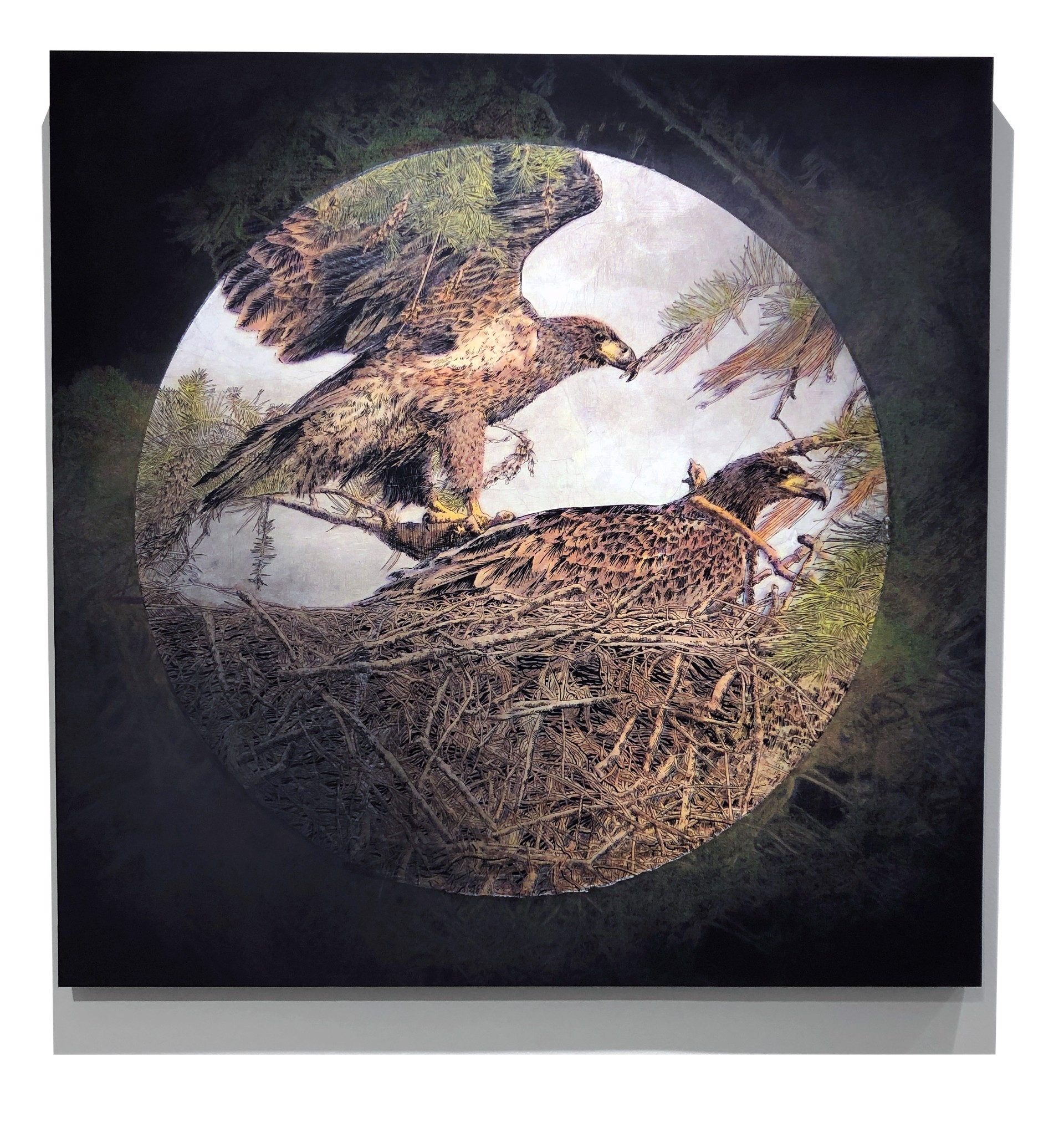 Juvenile Eagles by Pippin Frisbie-Calder