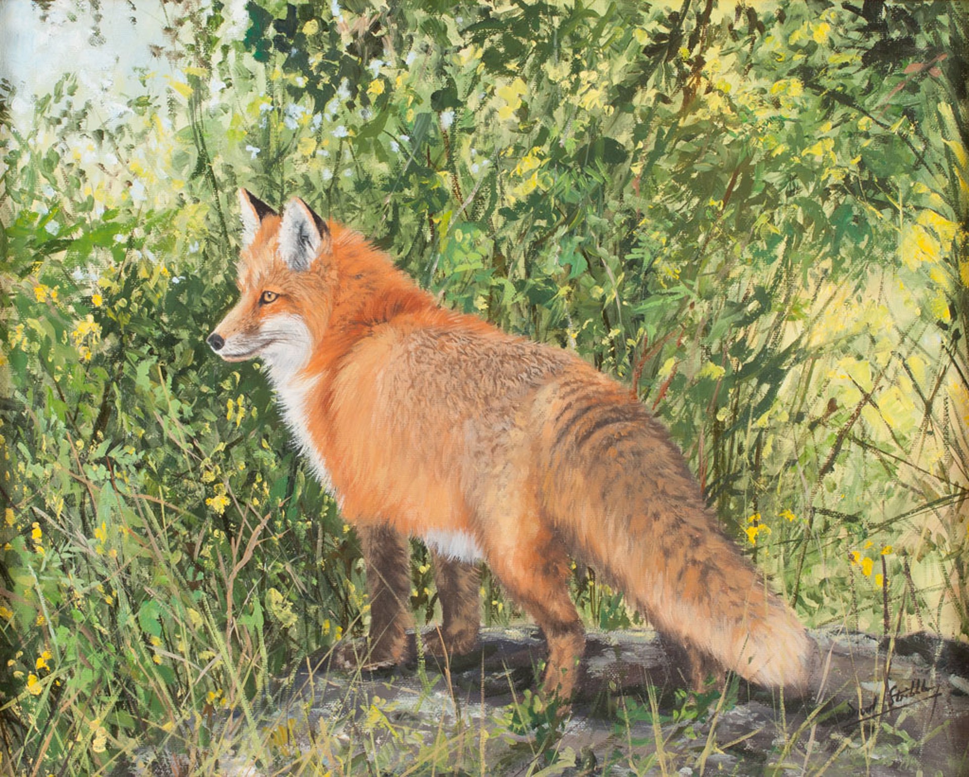 Portrait of a Fox by David Stribbling