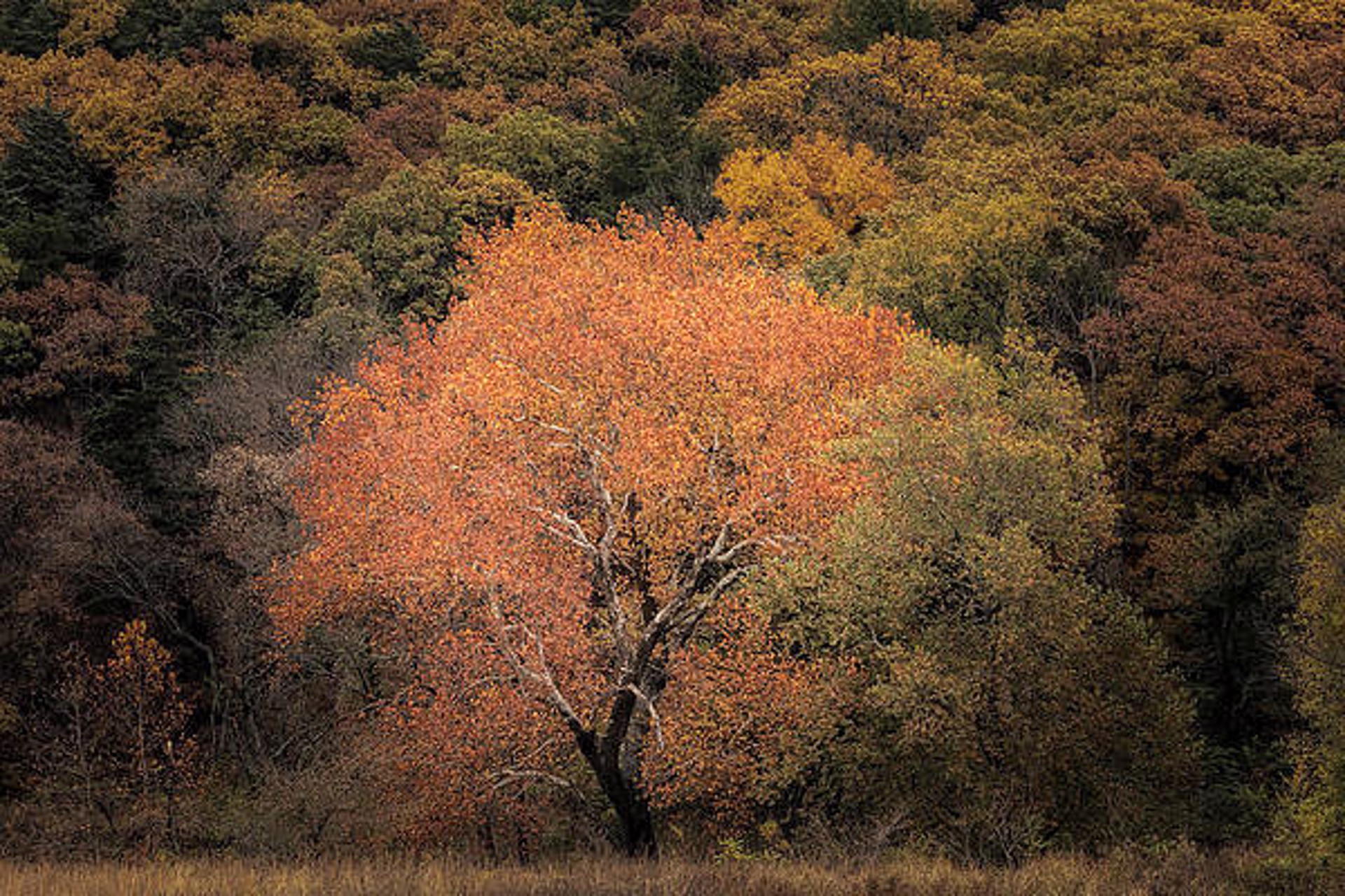 Changing of the Seasons by Scott Bean