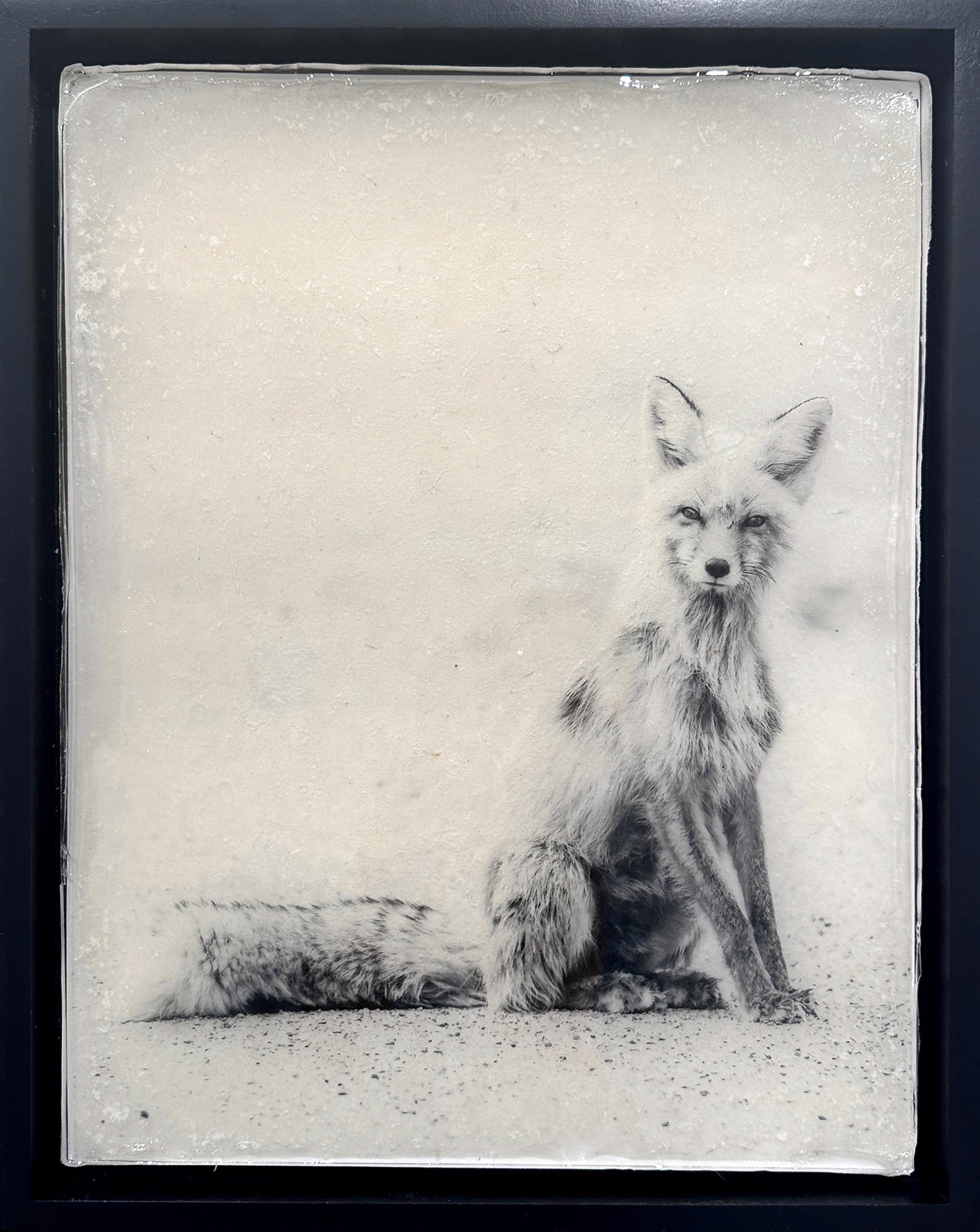 Original Black And White Photography Of Fox By Jason Williams On Paper With Resin