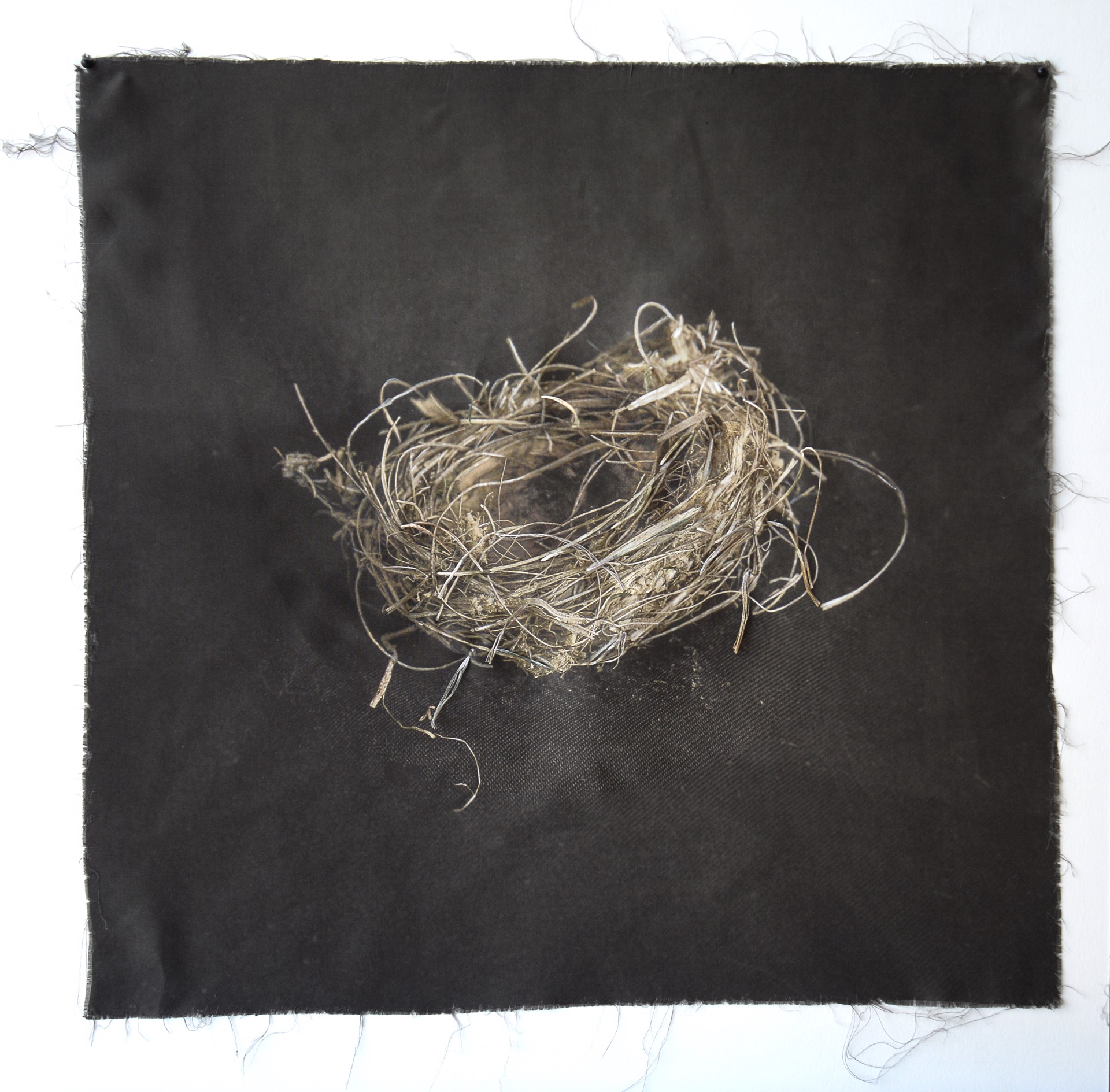 Untitled Nests #19 by Kate Breakey