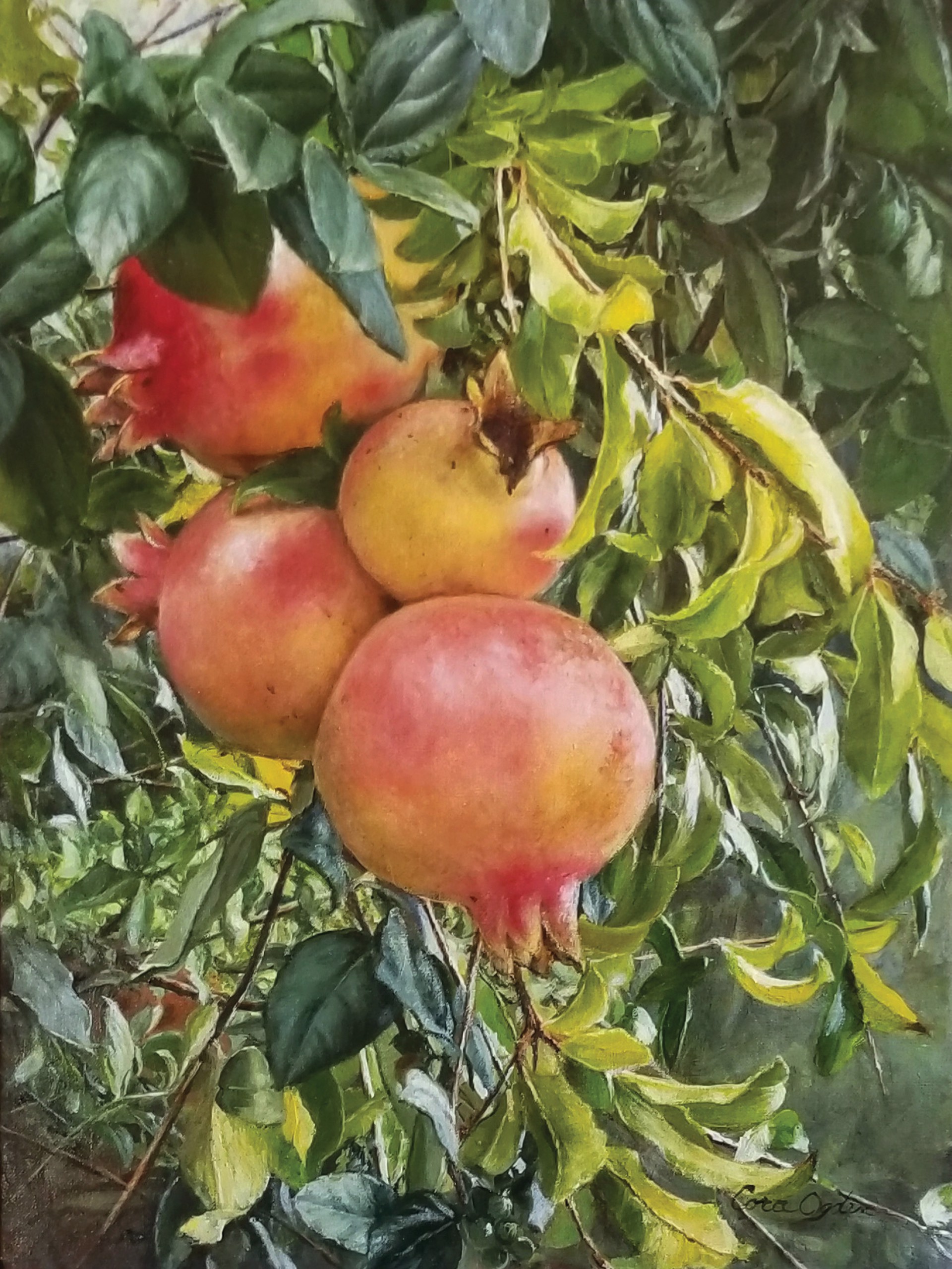 Ripening Pomegranates by Cora Ogden