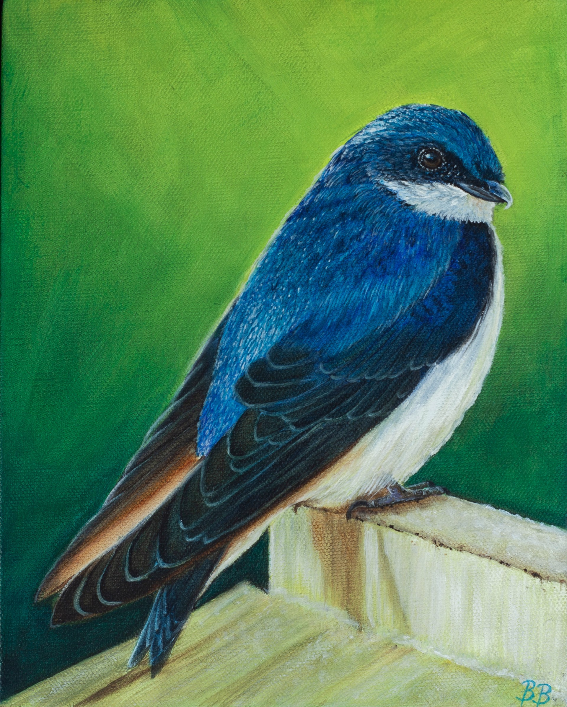 Tree Swallow by Bailey Burton