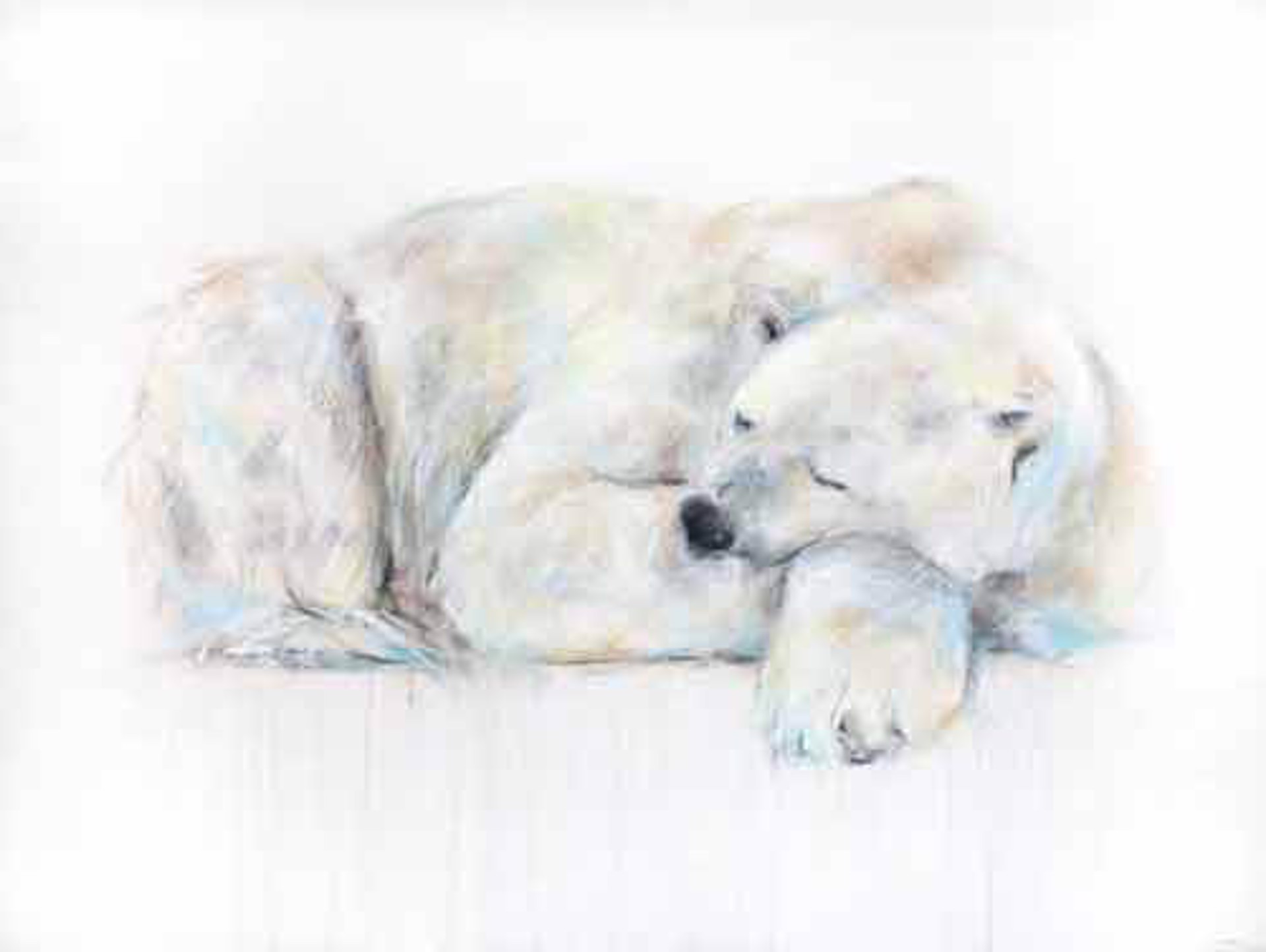 Polar Bear XXXVI by Myriam Rousseau