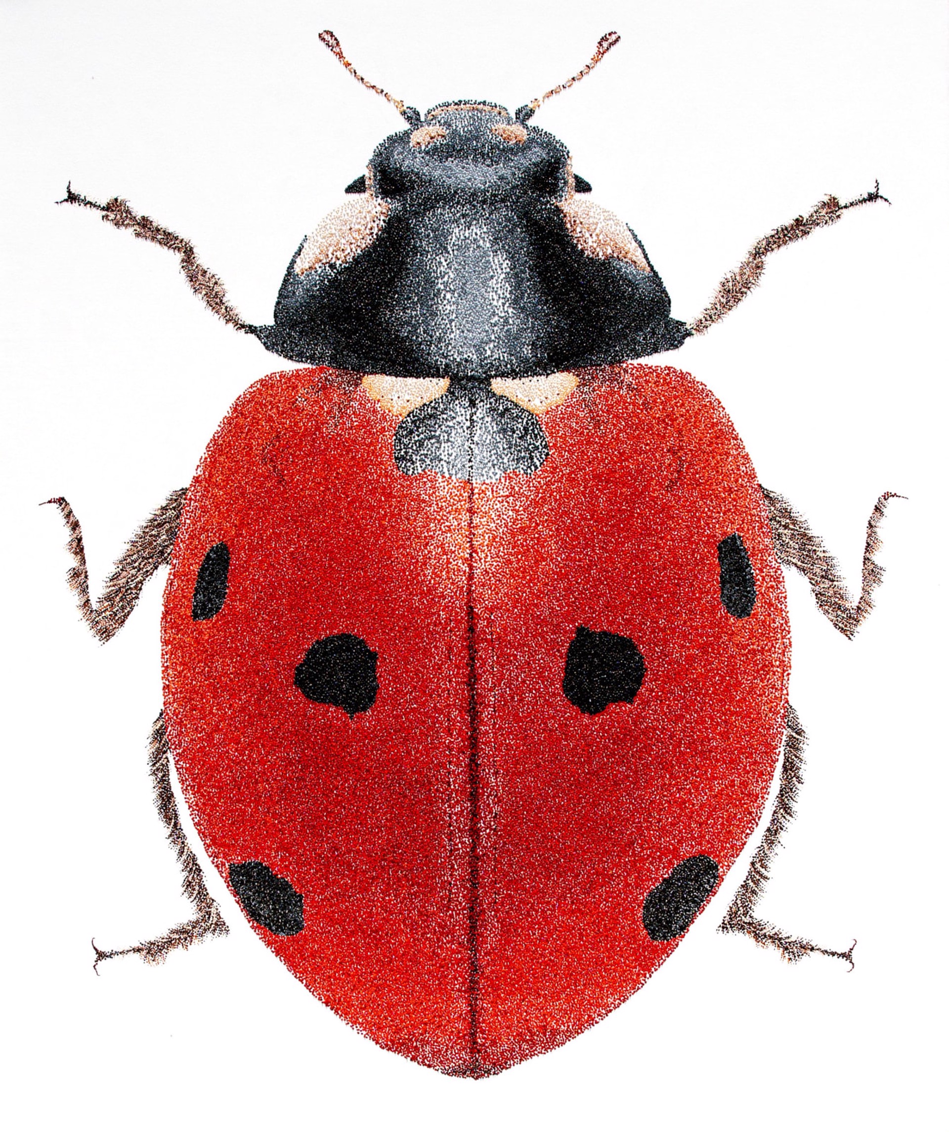Lady Bug by Jonah Waterous