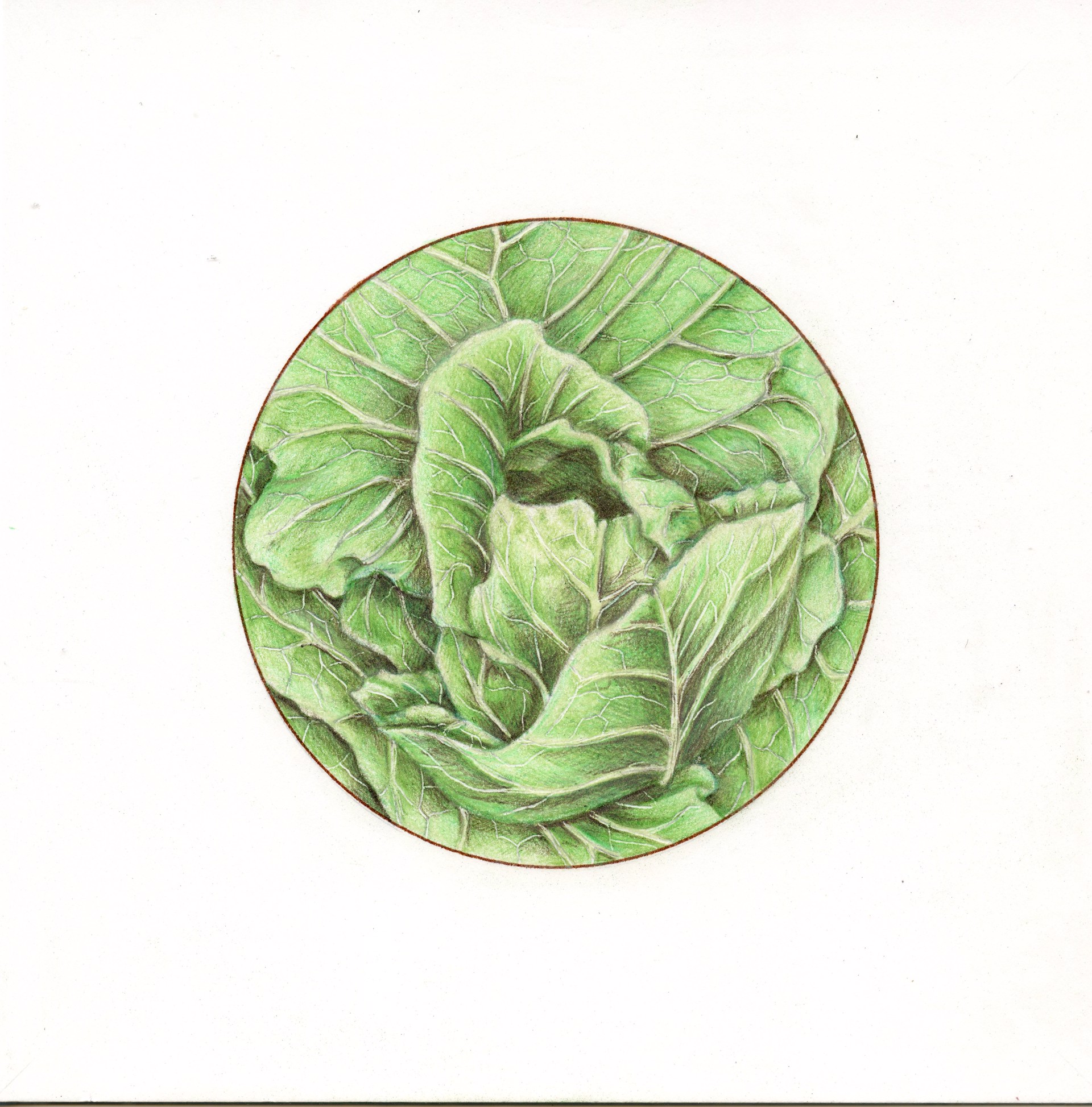 Cabbage by Mary Lee Eggart