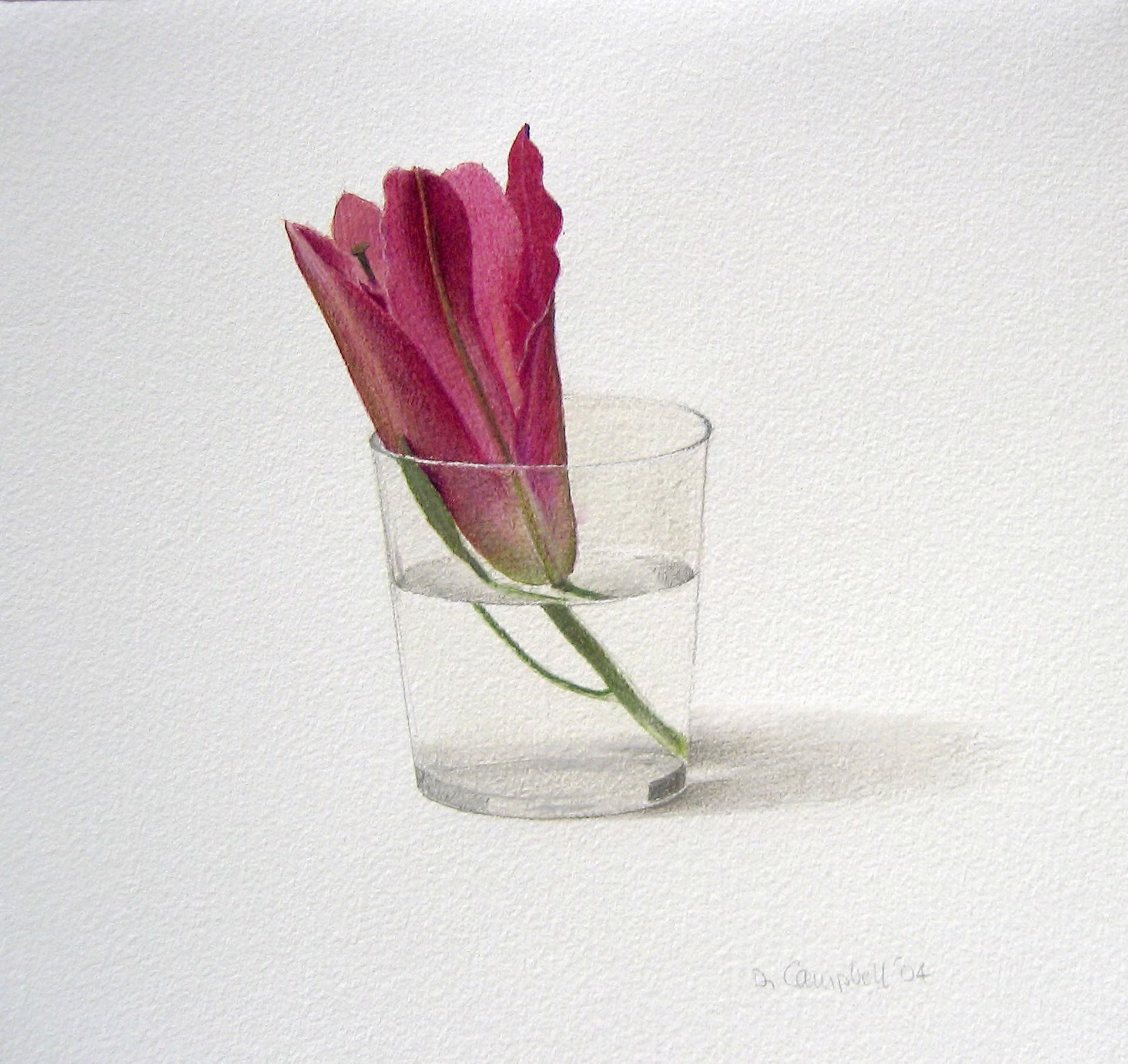 Lily in a Glass by Donald Campbell