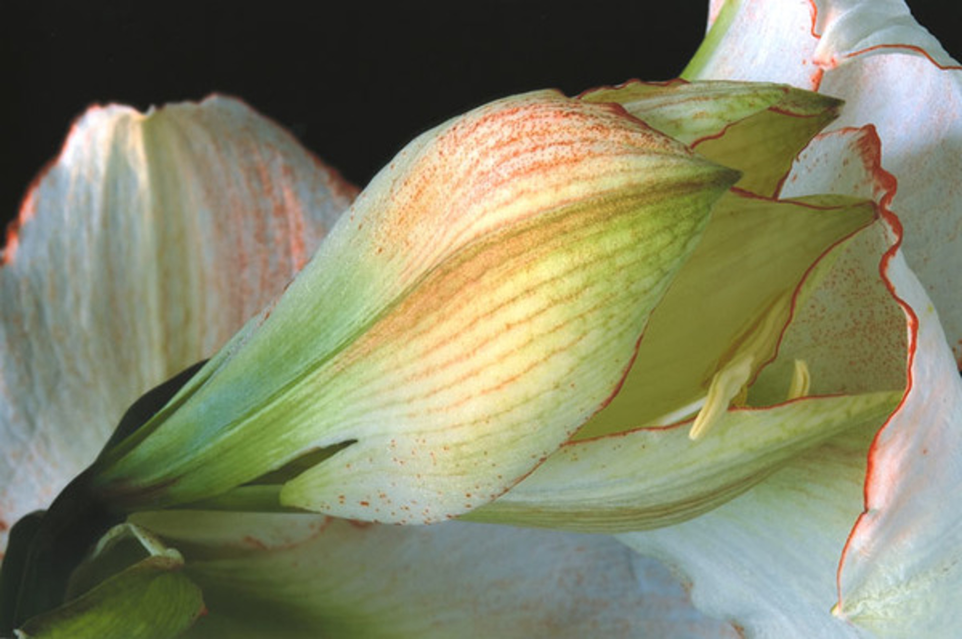 Amaryllis Picotee #2 by Murray Weiss