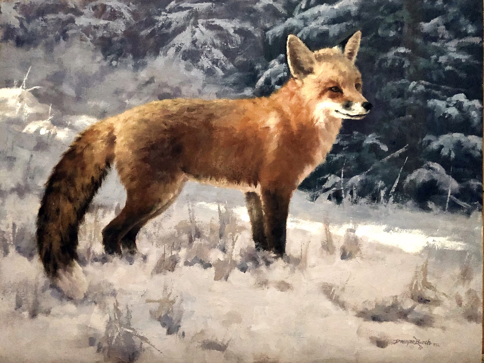 Winter Fox by Dwayne Brech