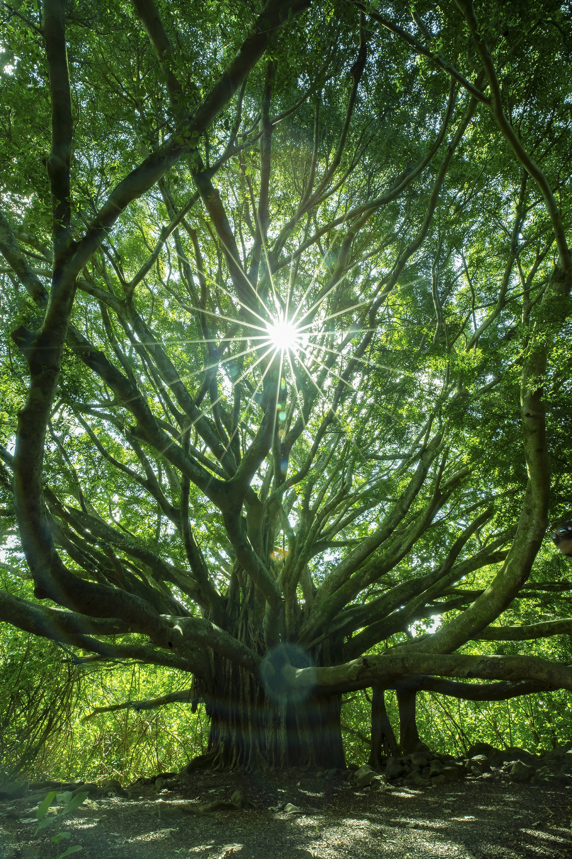 Tree of Life Sunstar by Aaron Lynton