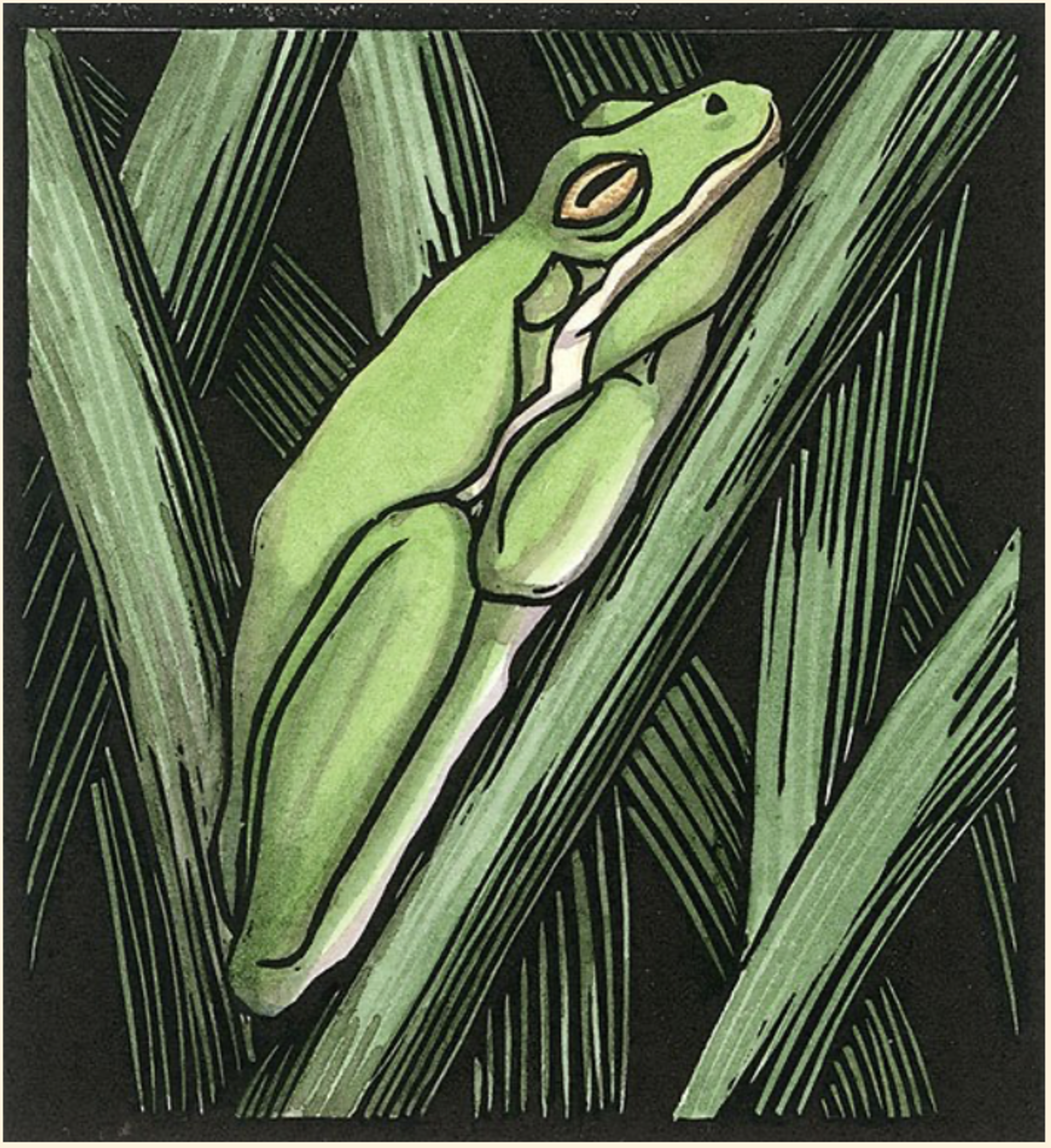 Green Treefrog: Daytime by Margie Crisp