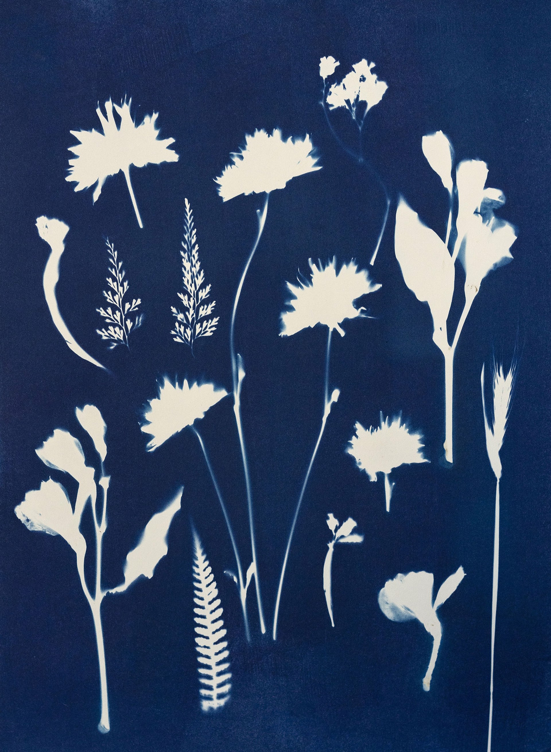 Ferns, Alstroemeria & Daisies by Ashley Jones