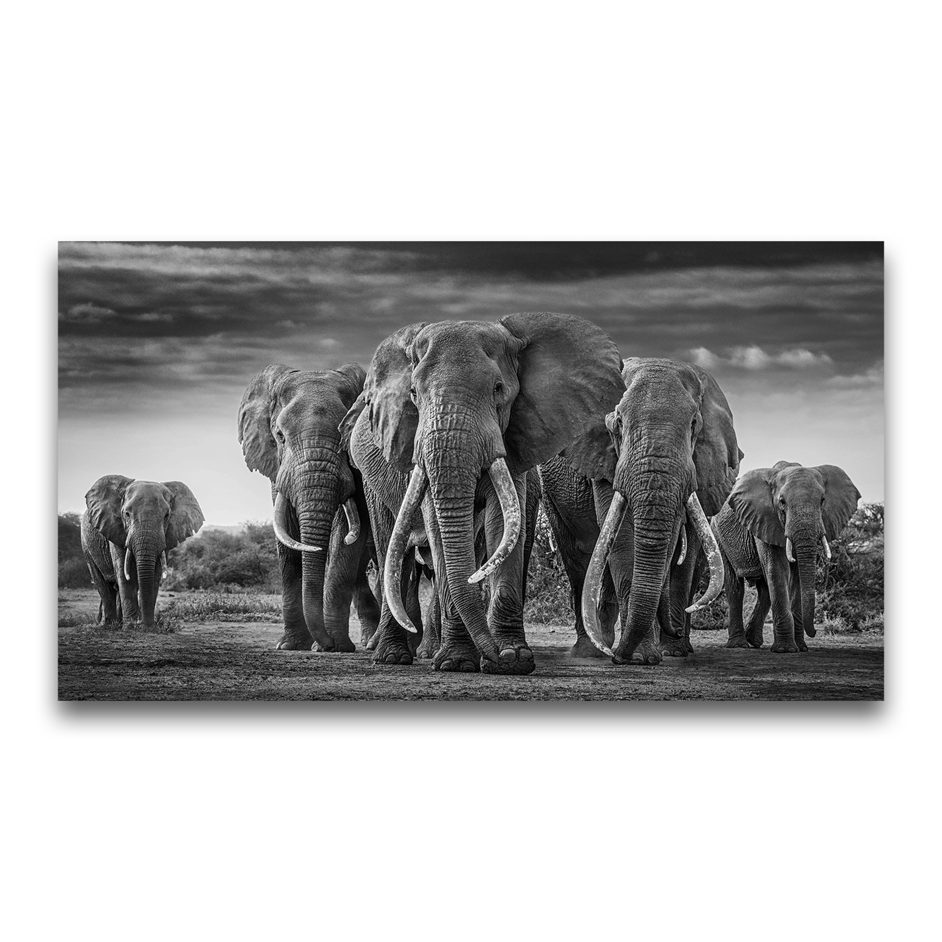 The Mob by David Yarrow