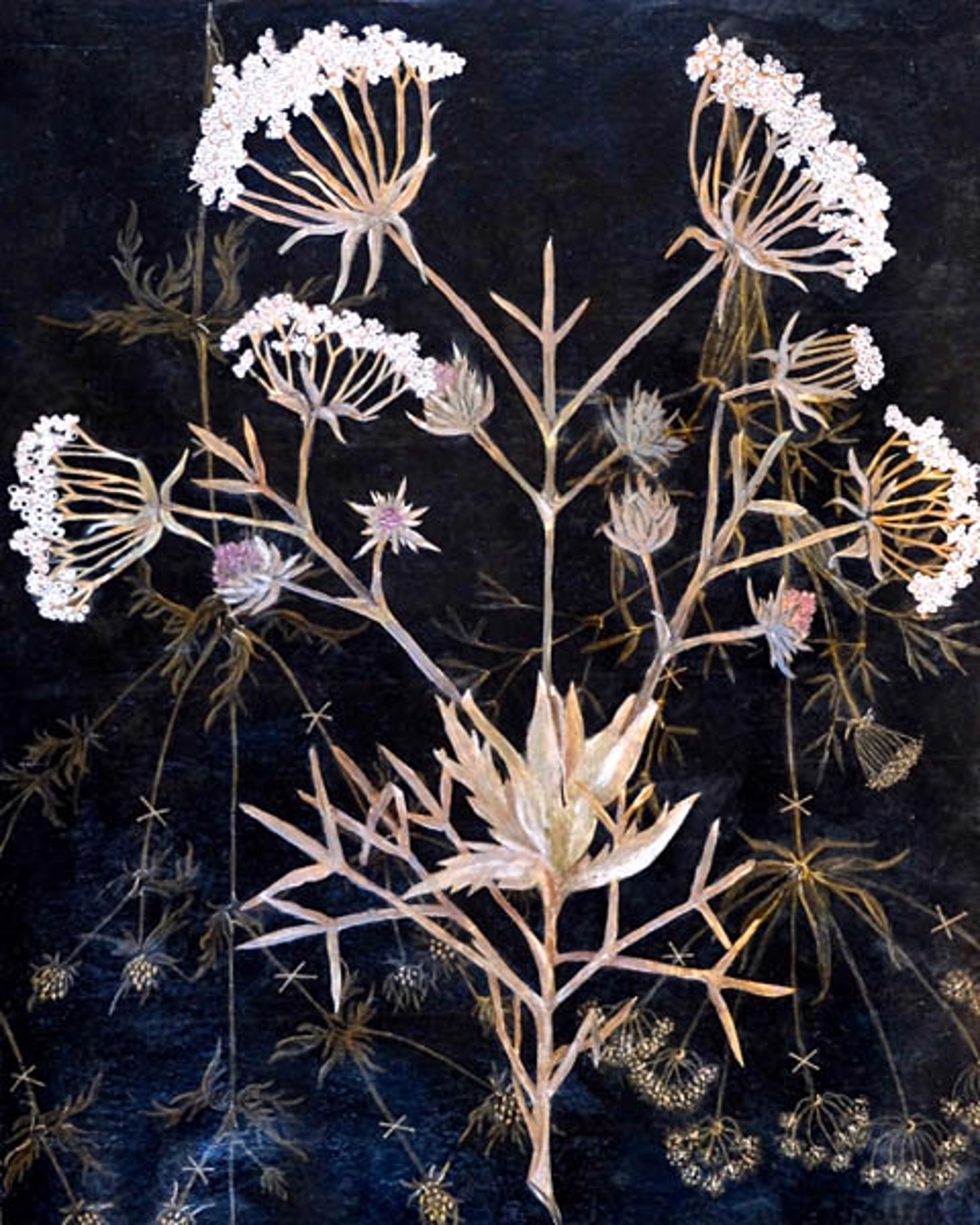 Iran | Bunium Persicum X Eryngium Heterophyllum by Kari Englehardt
