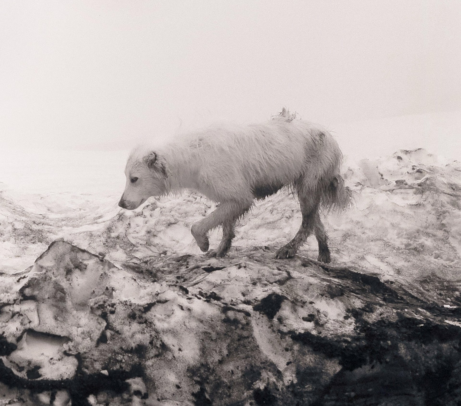 Ice-Covered Guardian Dog on Glacier by Philip Holsinger