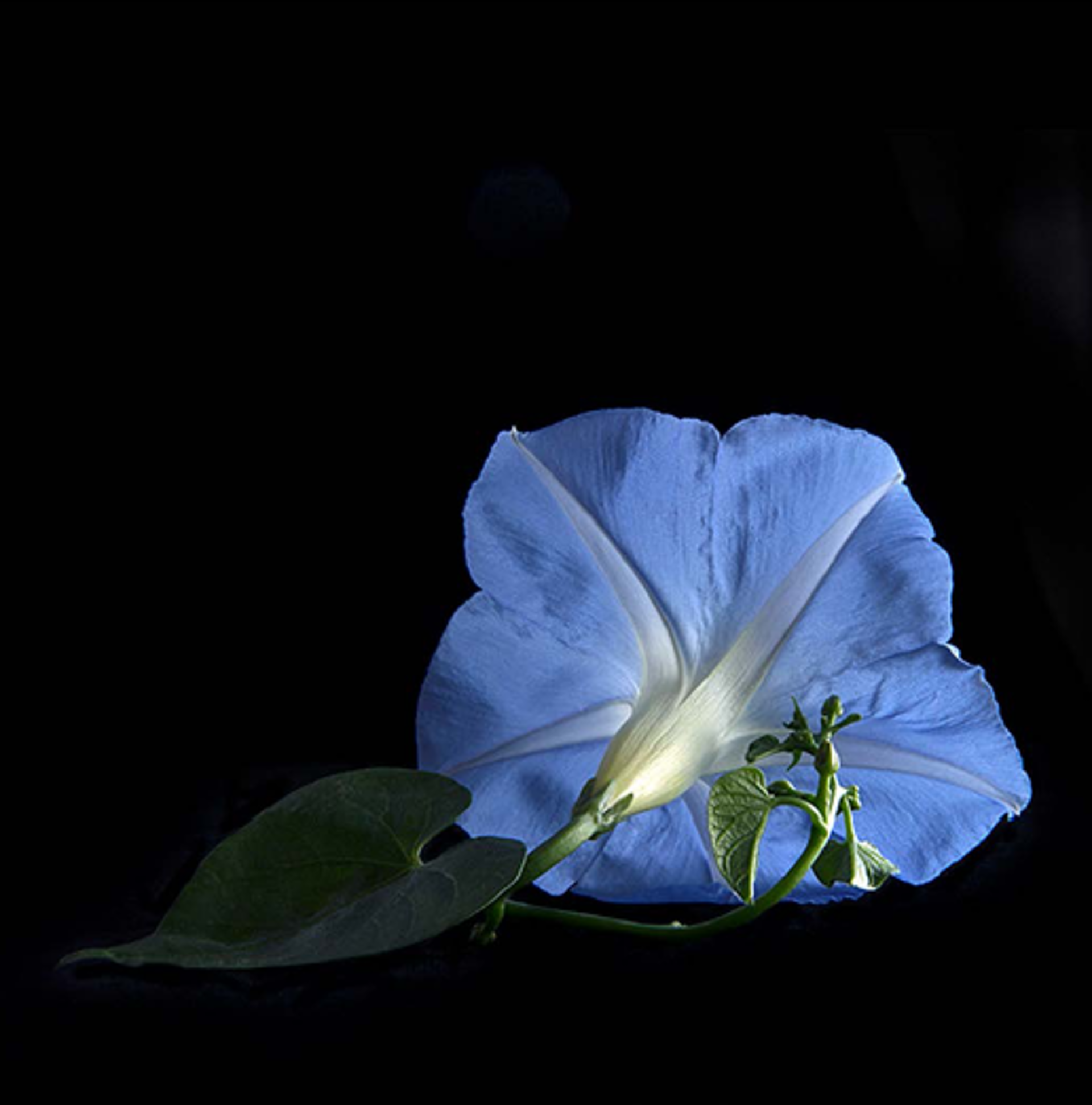 Morning Glory, 9676 by Molly Wood
