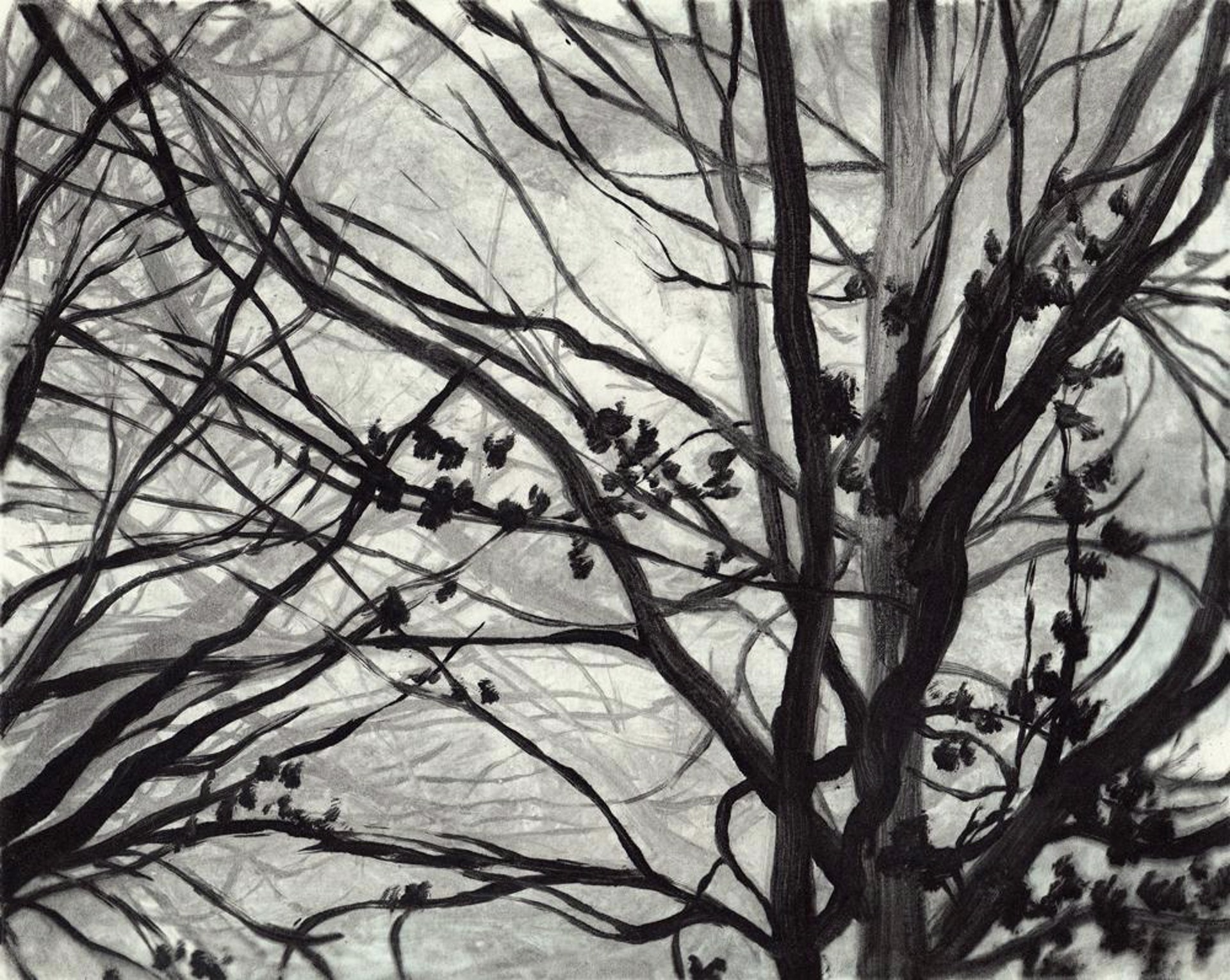 Winter Trees by Colleen Blackard