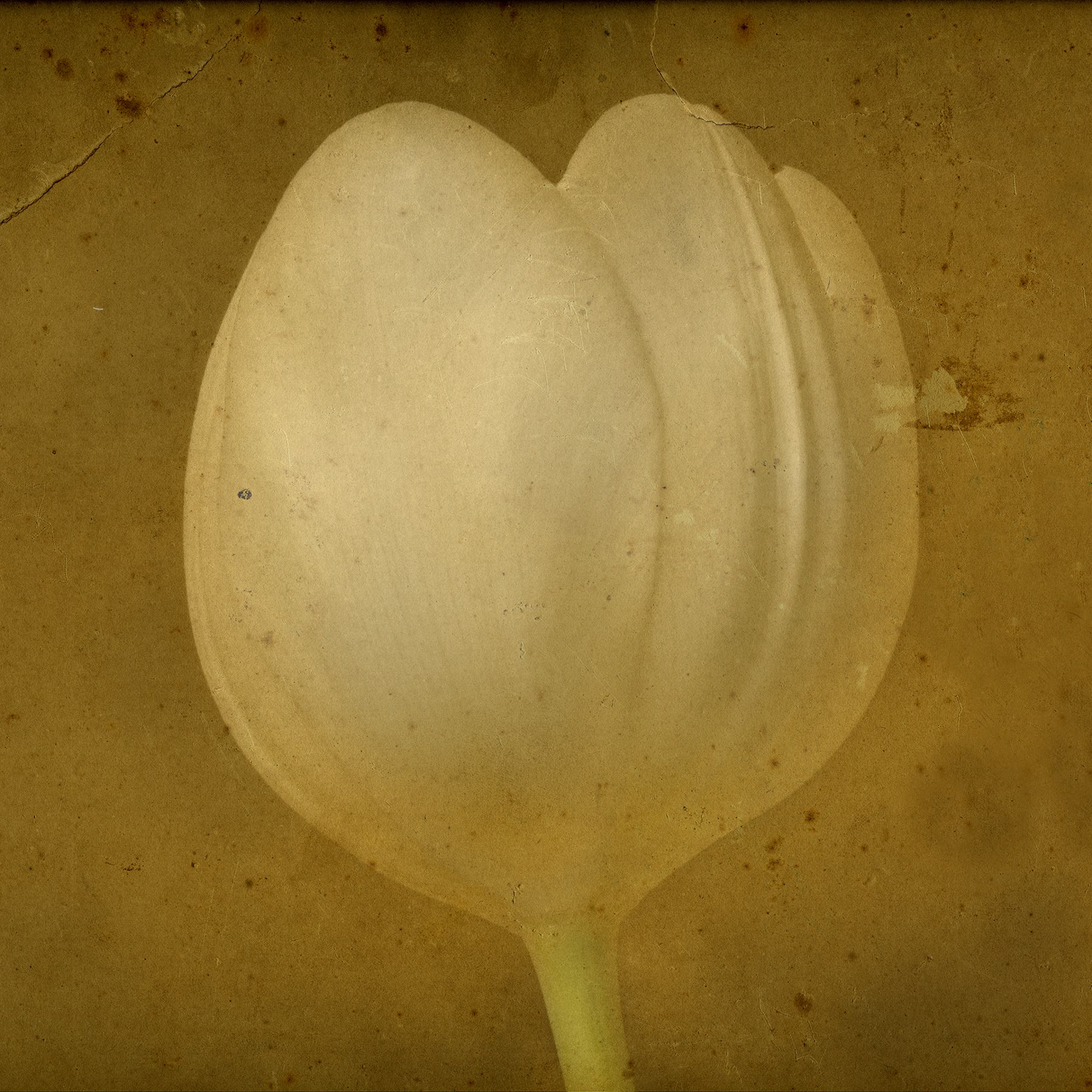 Tulip   1/20 by Jack Spencer