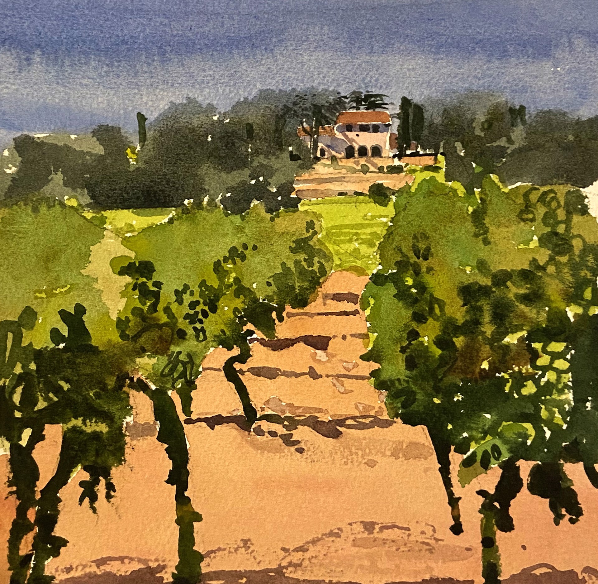 Vineyard Near Salon-de-Provence by Bob Moody