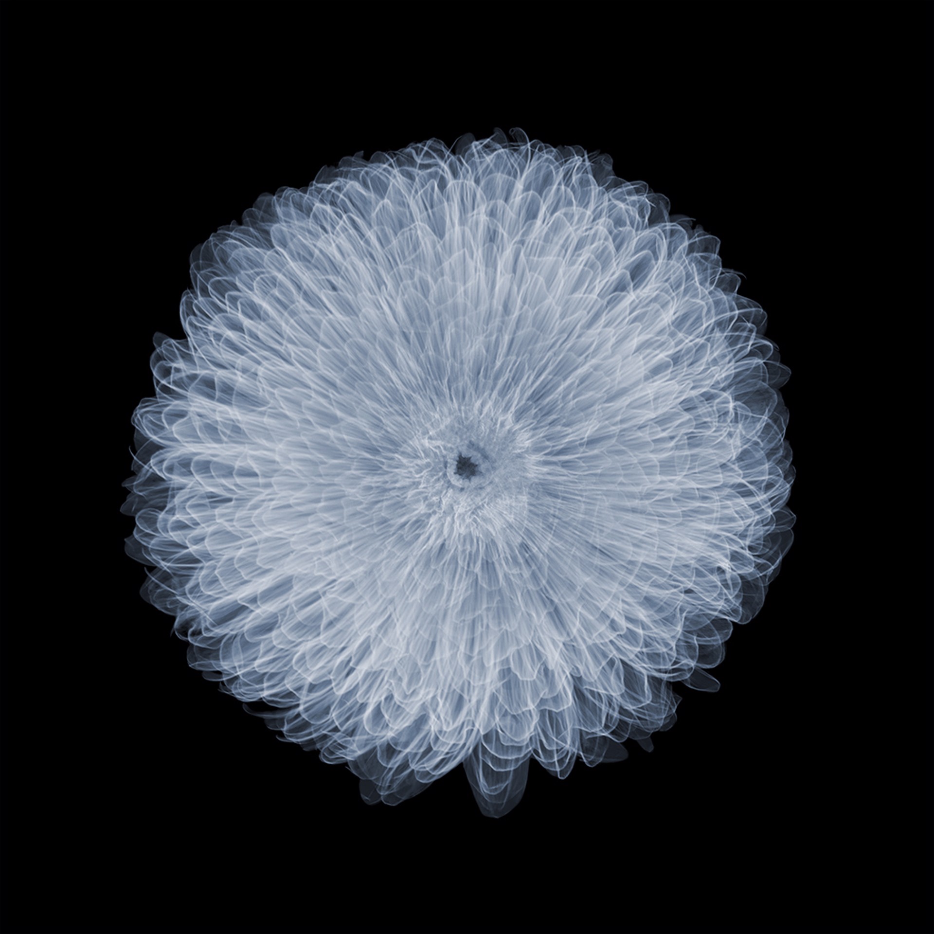Chrysanthemum by Nick Veasey