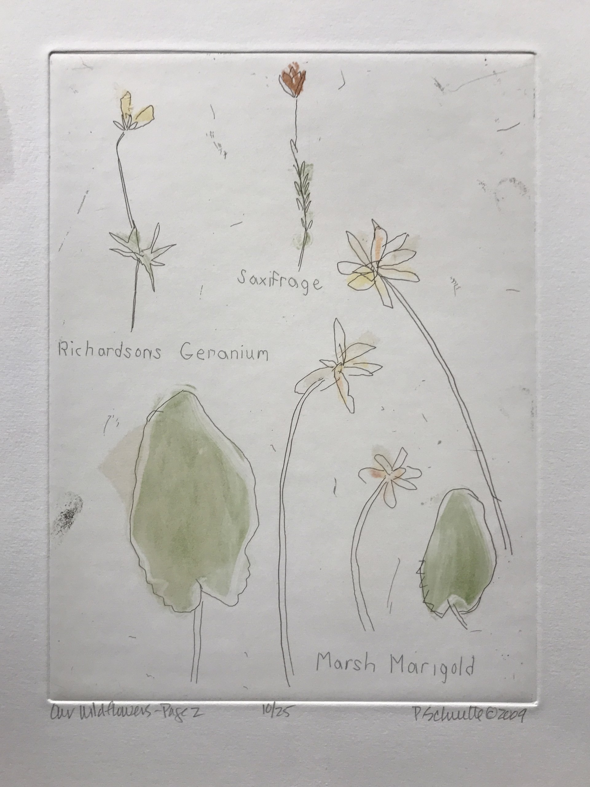 Our Wildflowers - Page 2 by Paula Schuette Kraemer